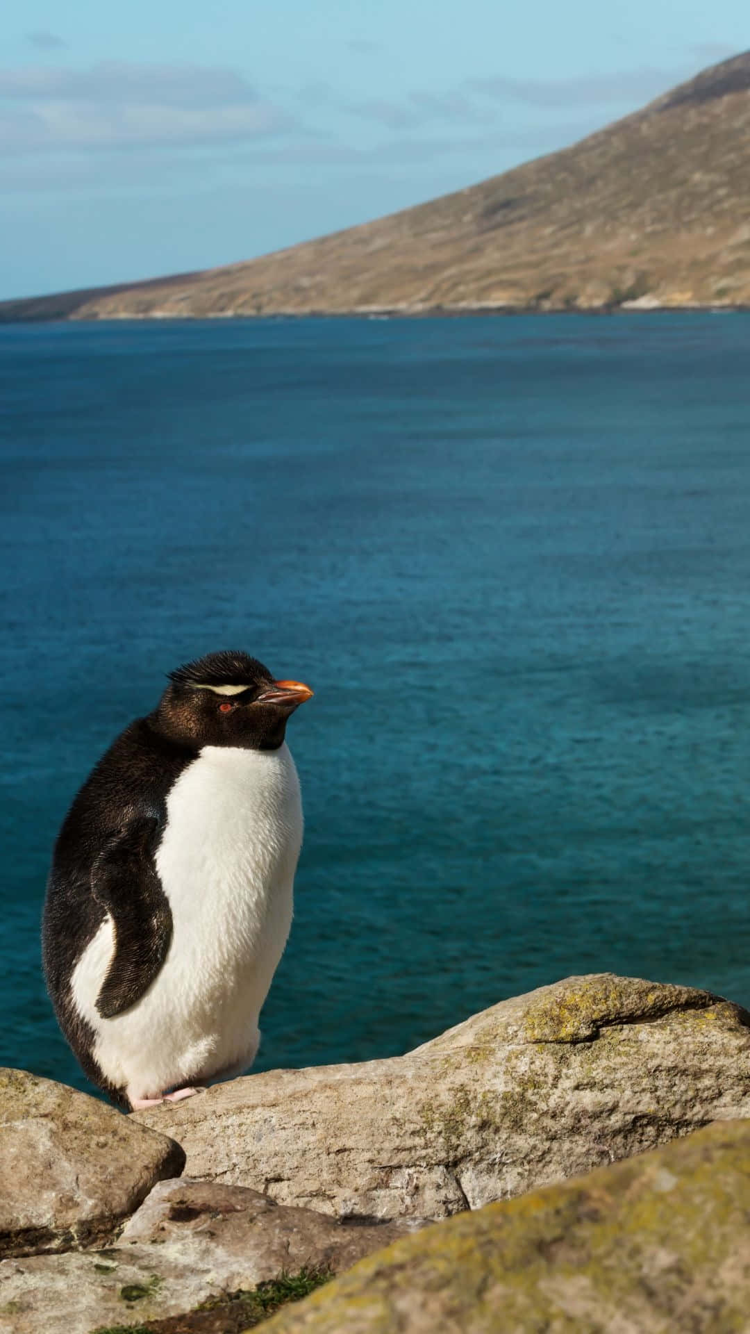 Rockhopper Penguin Coastal Vista Wallpaper