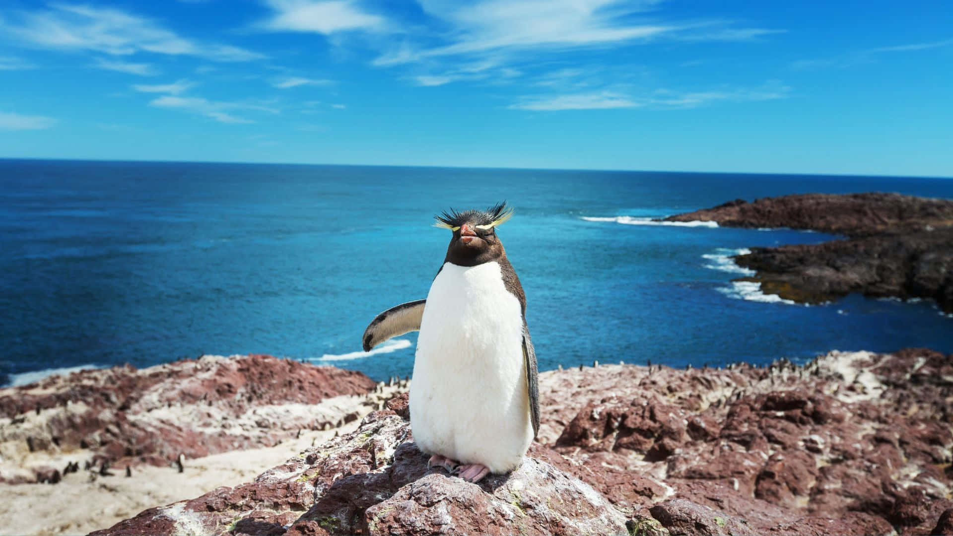 Rockhopper Penguin Coastal Vista Wallpaper
