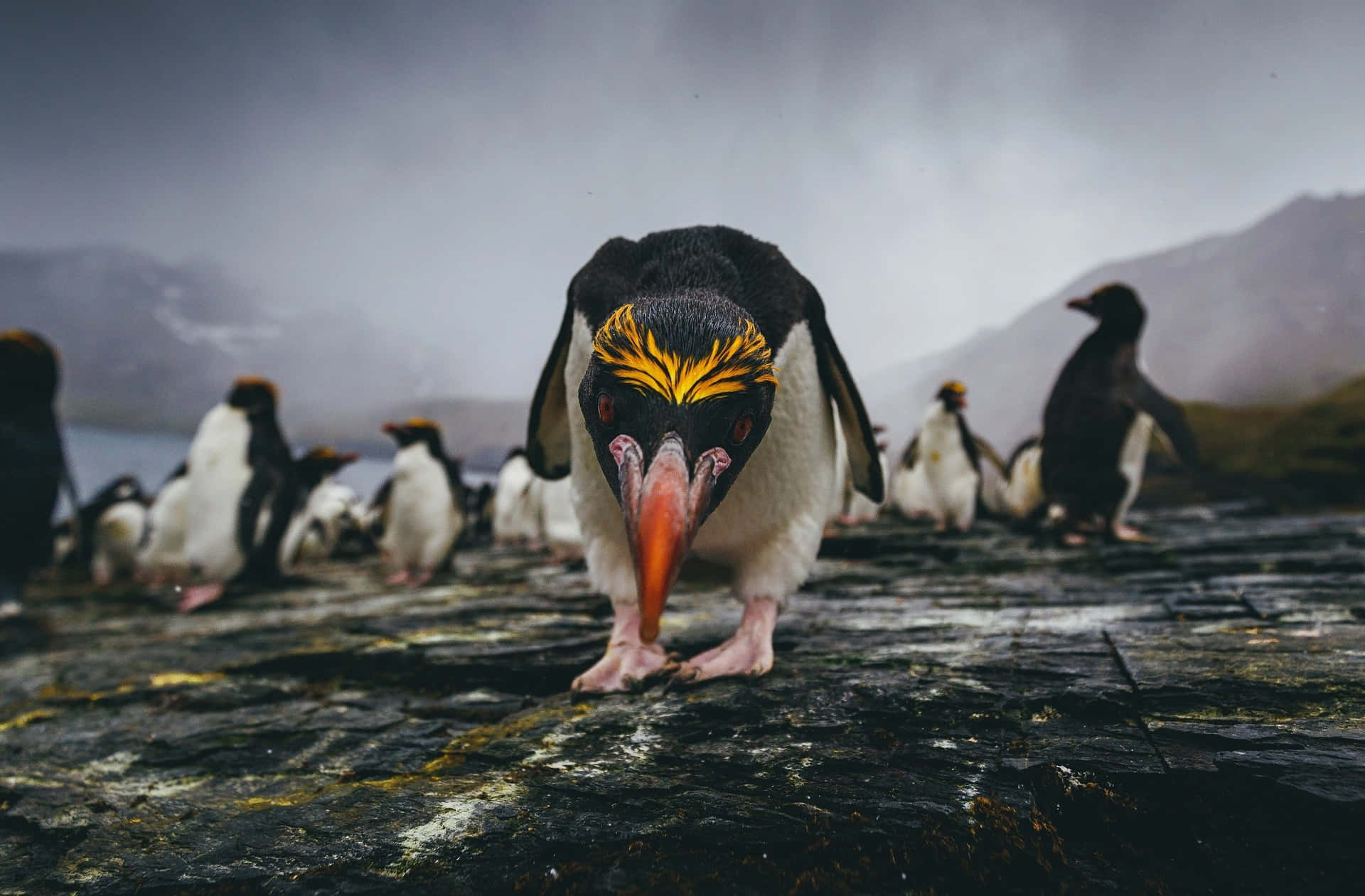 Rockhopper Penguin Confrontation Wallpaper