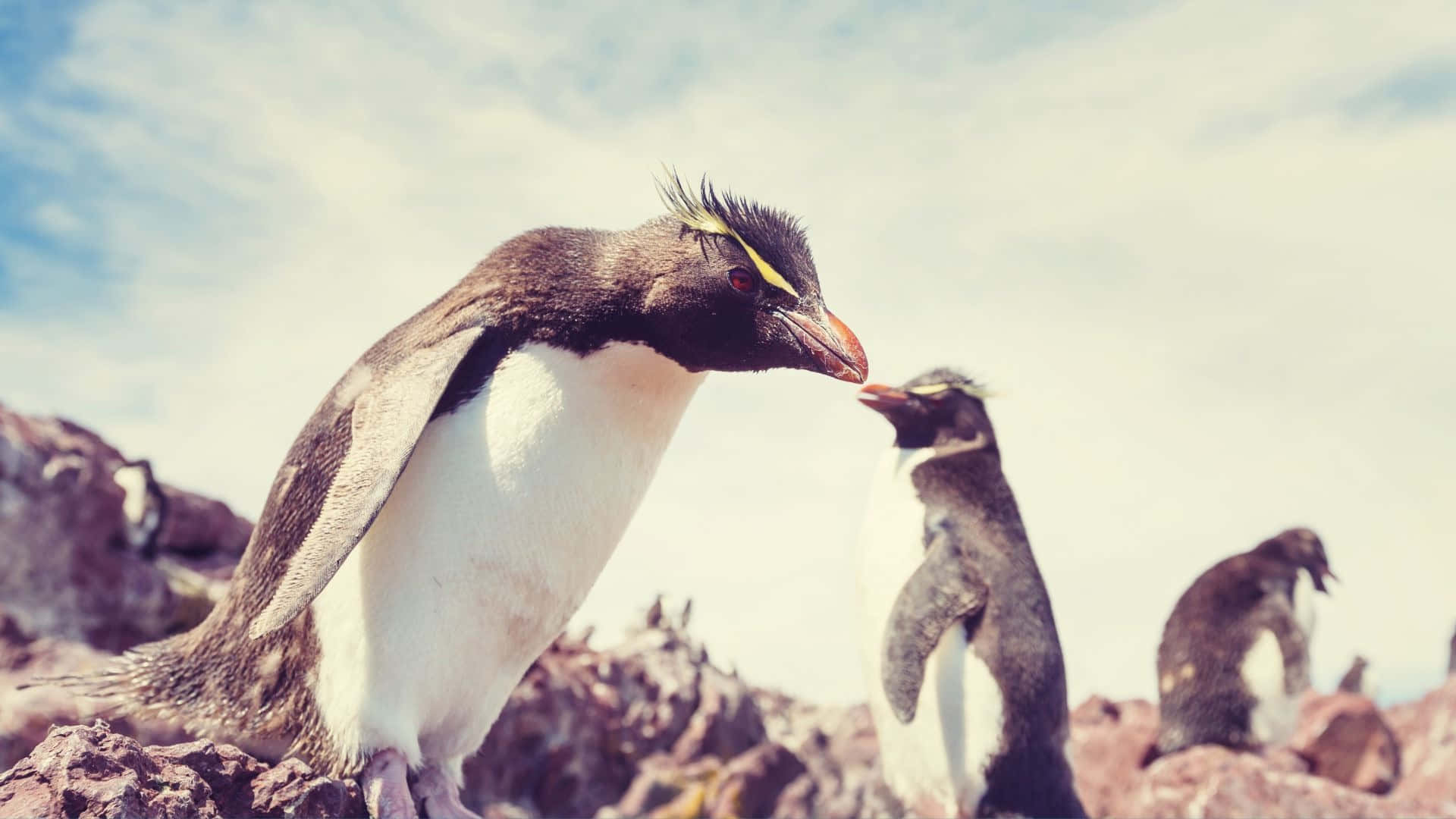 Rockhopper Penguin Conversation Wallpaper