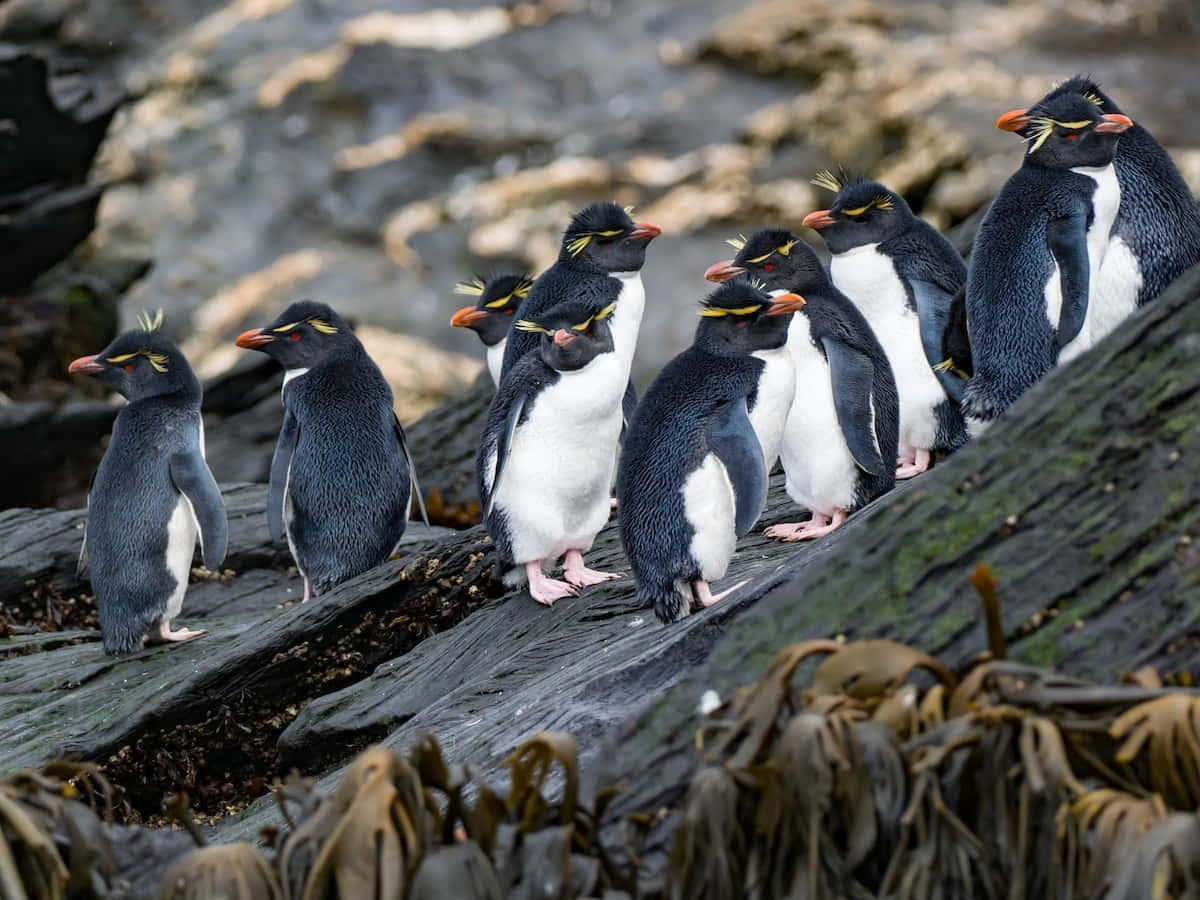 Rockhopper Penguin Gathering.jpg Wallpaper