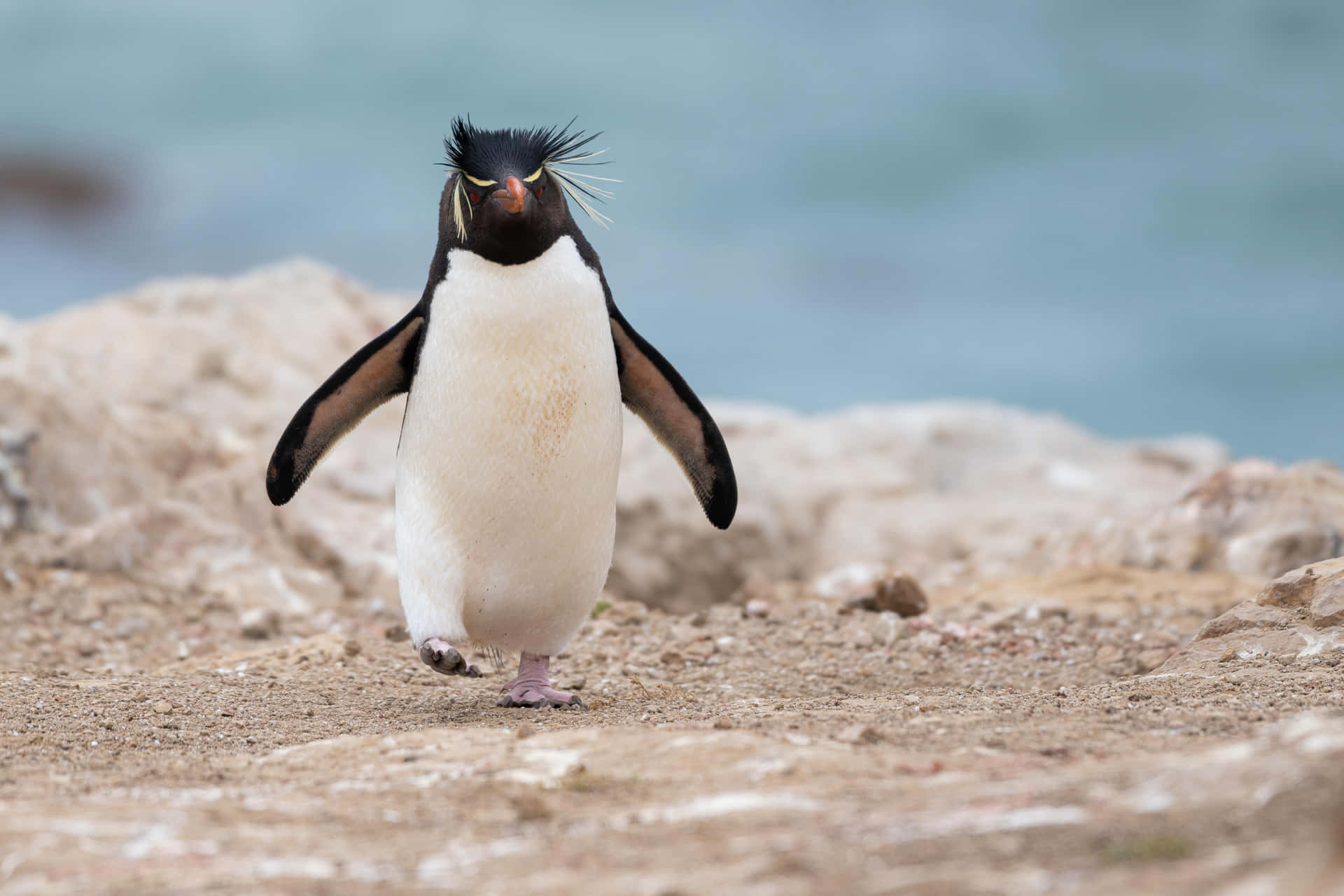 Rockhopper Penguin On Shoreline.jpg Wallpaper