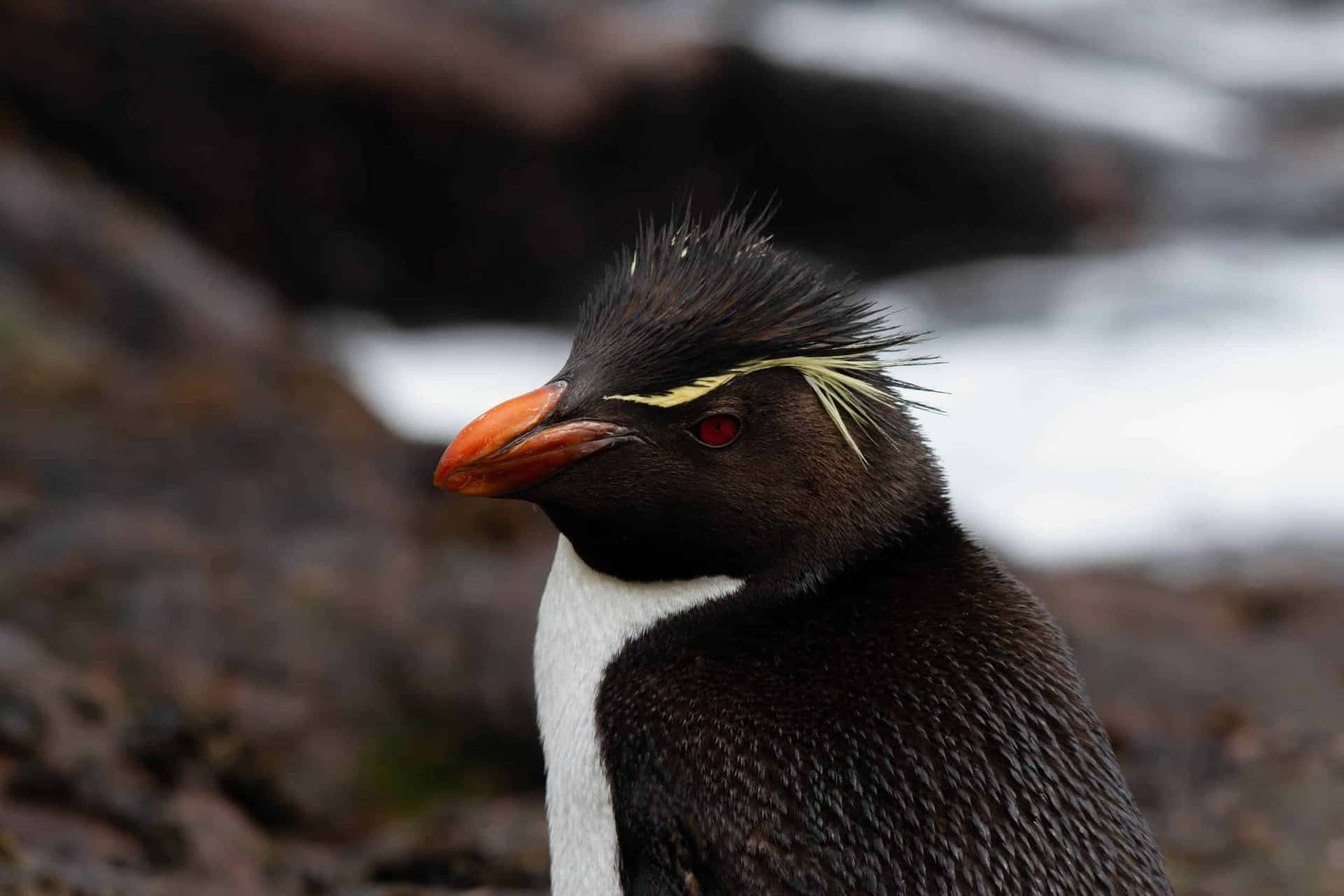 Rockhopper Penguin Portrait Wallpaper