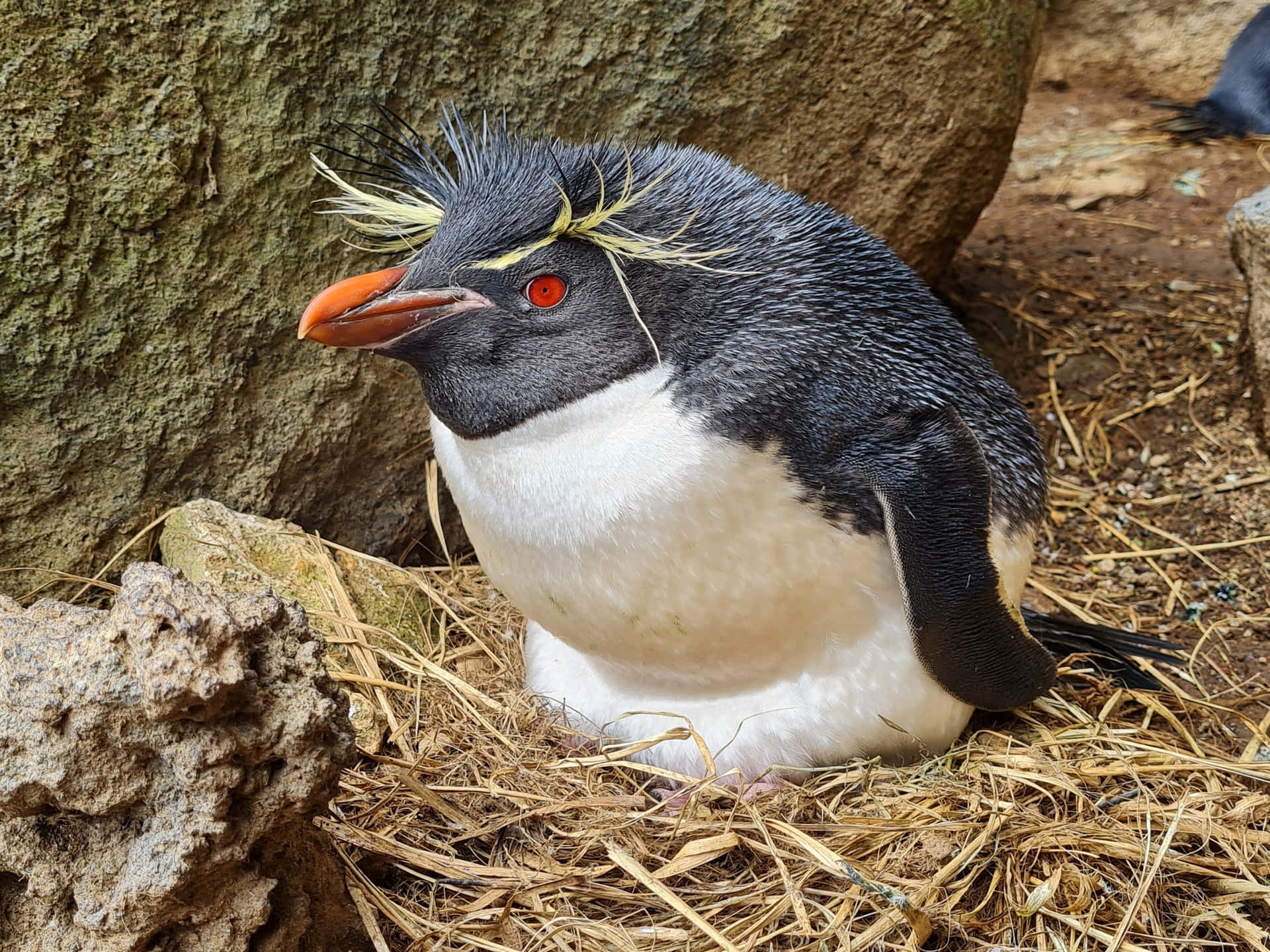 Rockhopper Penguin Restingon Nest.jpg Wallpaper