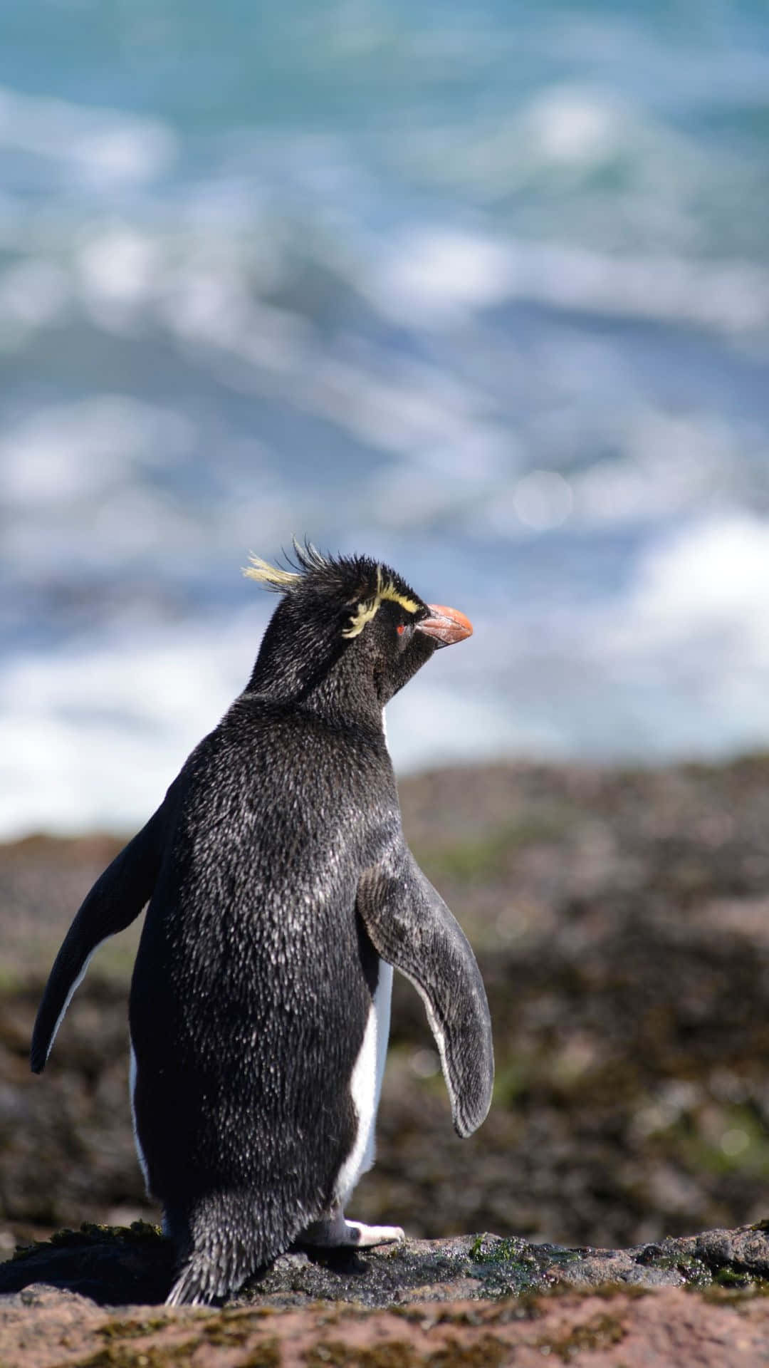 Rockhopper Penguin Seaside Stance Wallpaper
