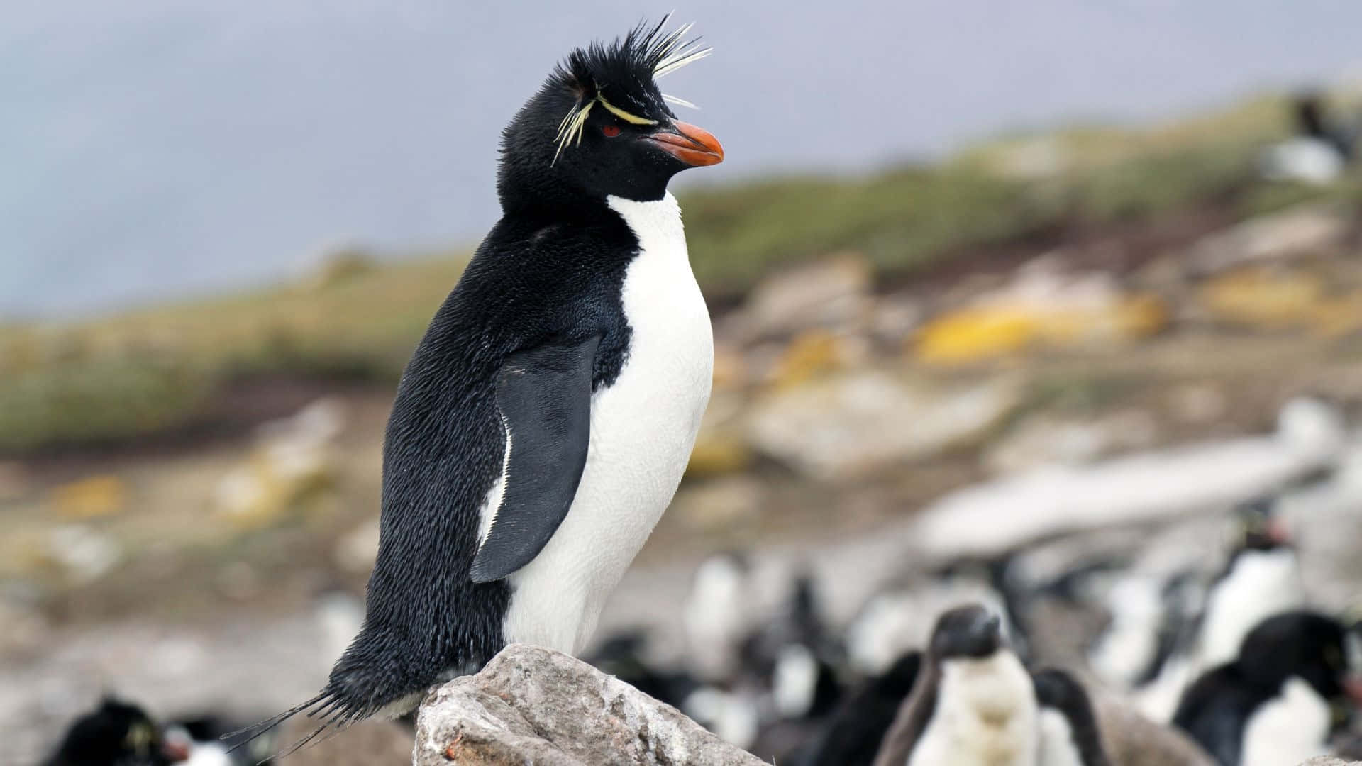 Rockhopper Penguin Standing Out Among Colony.jpg Wallpaper