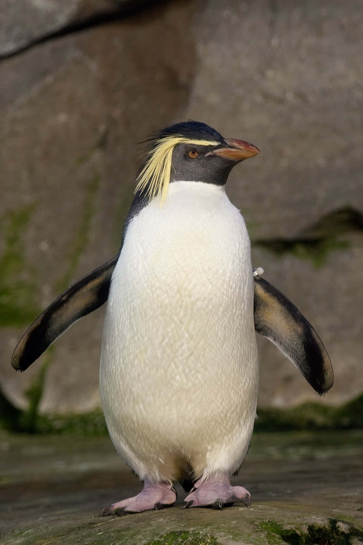 Rockhopper Penguin Standing Proud Wallpaper