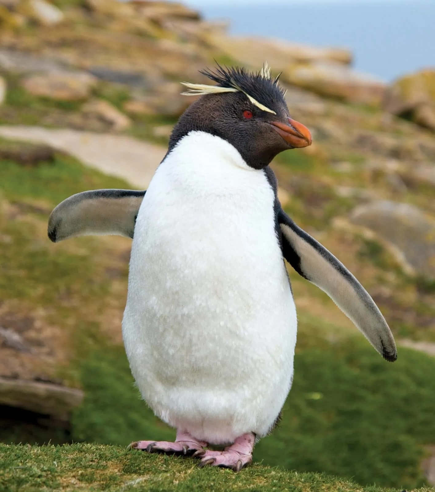 Rockhopper Penguin Standing Proud Wallpaper