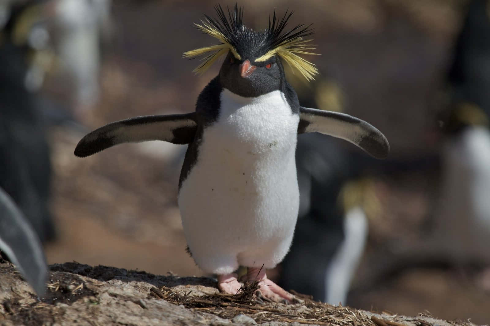 Rockhopper Penguin Standing Proudly Wallpaper