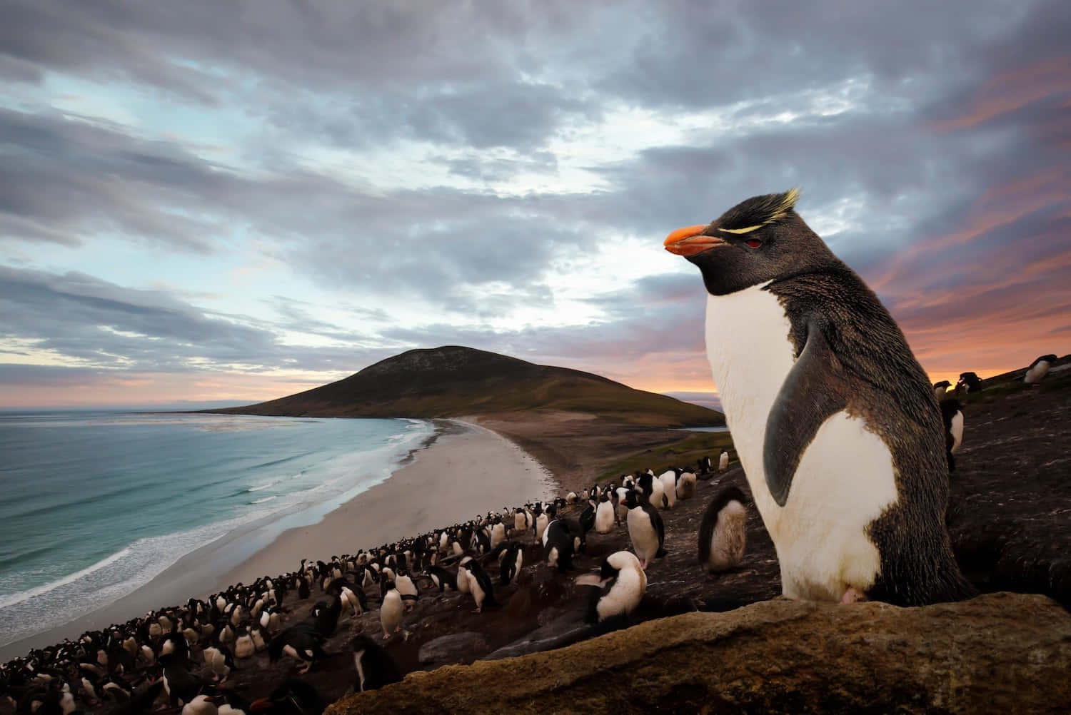 Rockhopper Penguin Sunset Vigil Wallpaper