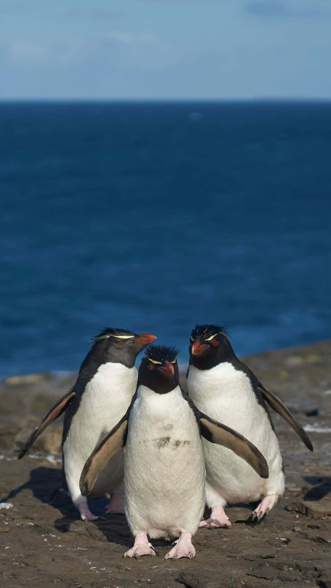 Download Rockhopper Penguin Trio Oceanside Wallpaper | Wallpapers.com