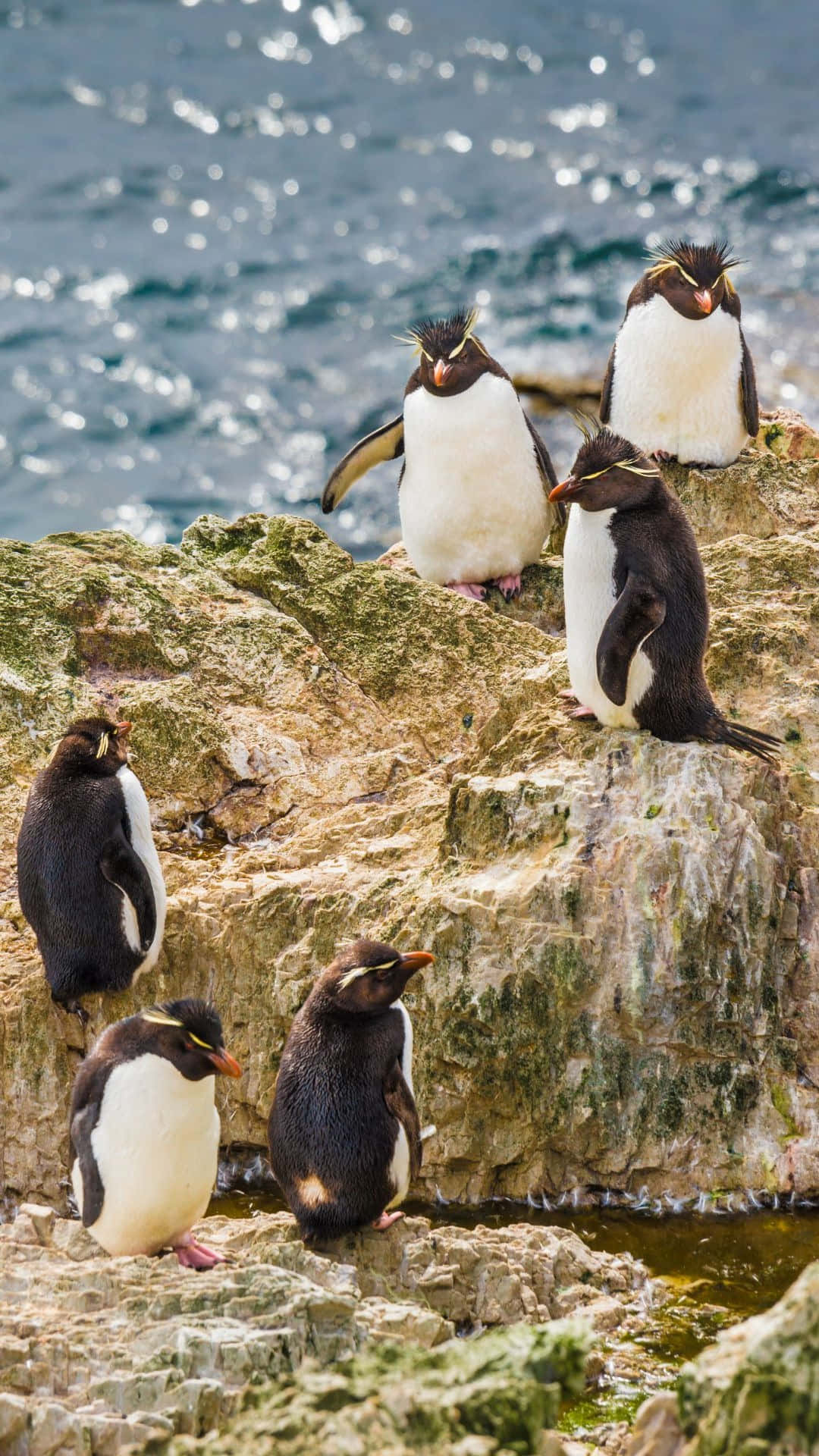 Rockhopper Penguins Coastal Gathering.jpg Wallpaper