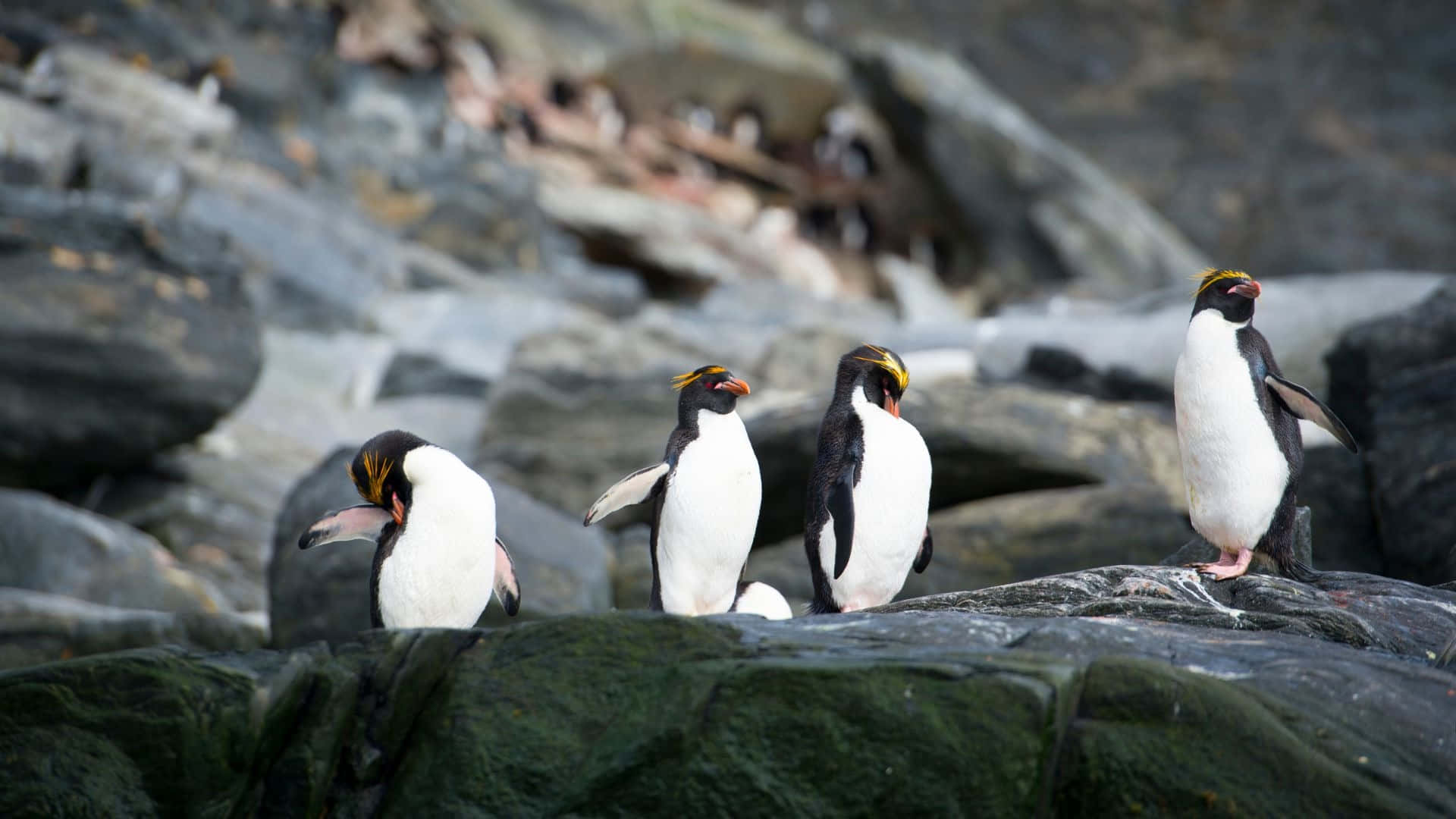 Rockhopper Penguins Gathering On Rocks.jpg Wallpaper