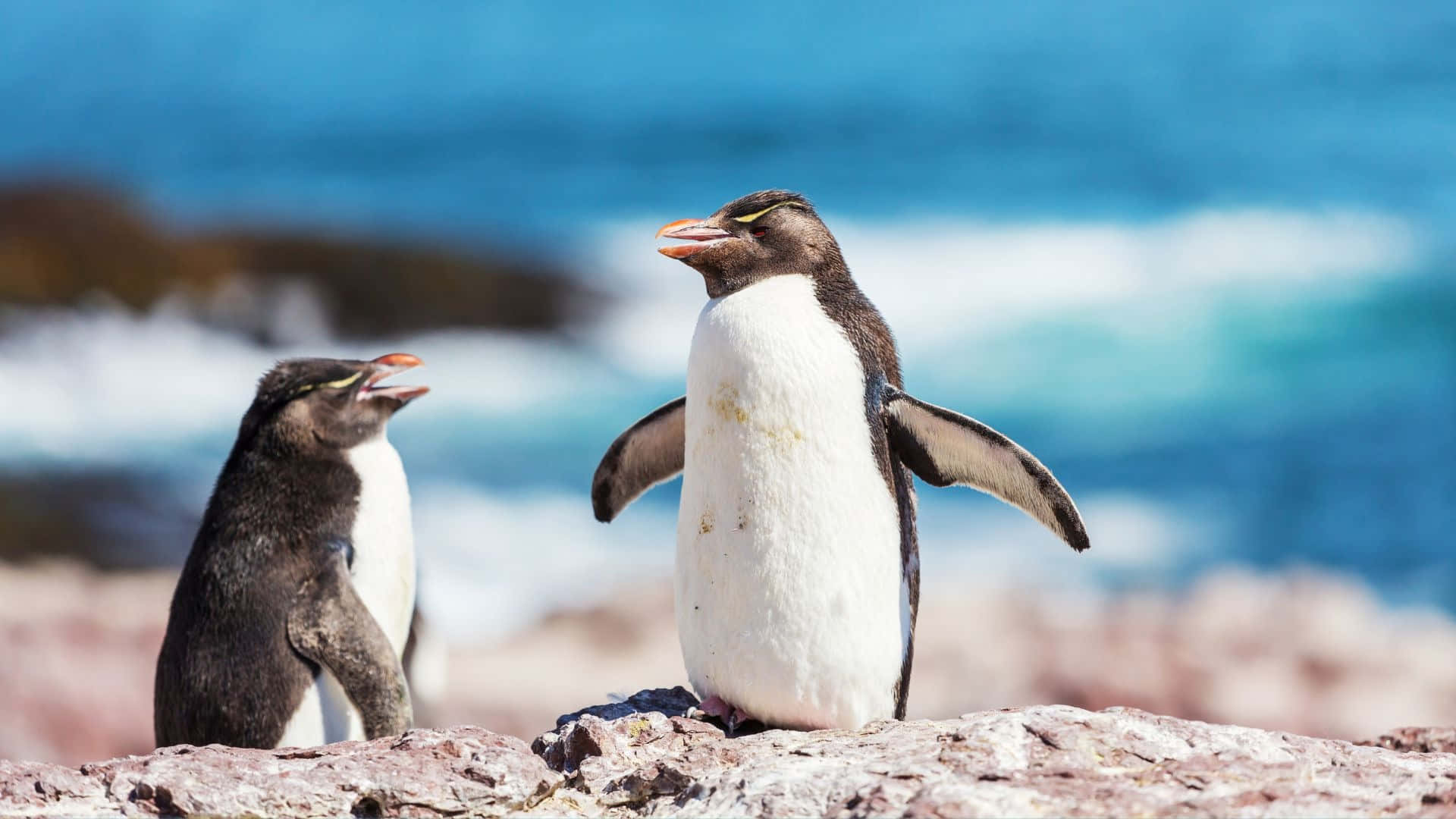 Rockhopper Penguins Seaside Conversation Wallpaper
