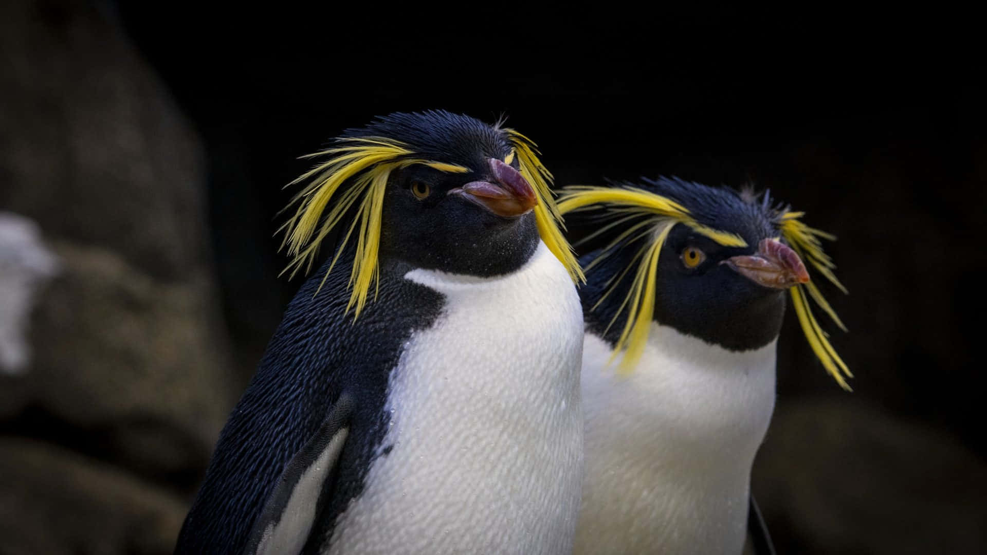 Rockhopper Penguins Yellow Crested Pair Wallpaper