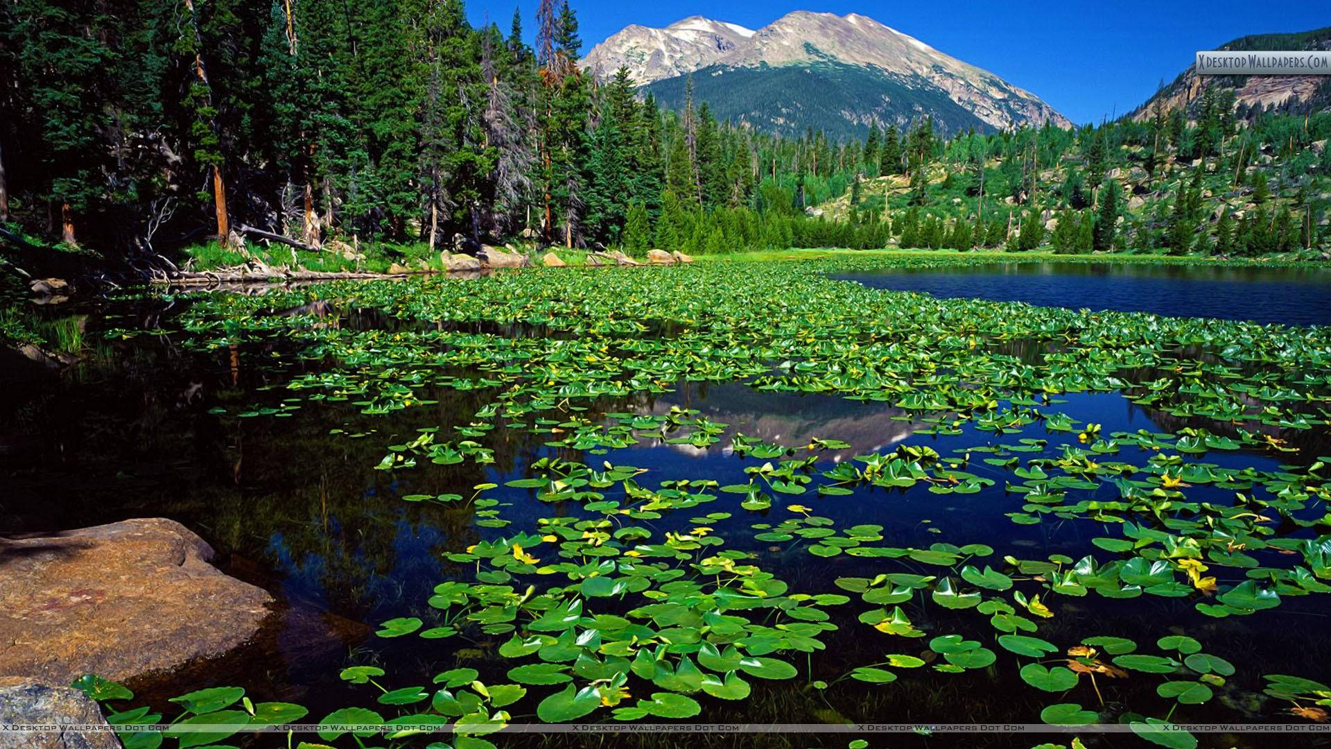 Rocky Mountain By Lake With Greenery Wallpaper
