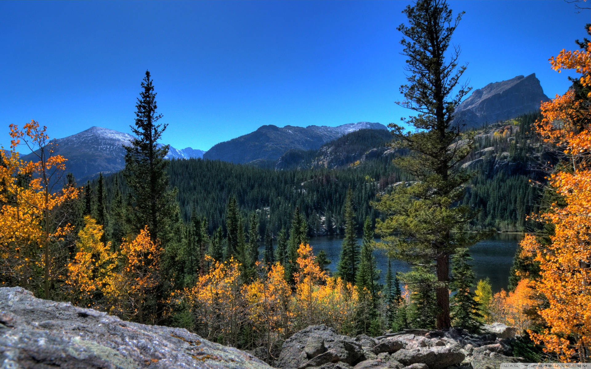 Rocky Mountain With Great Forest In Autumn Wallpaper