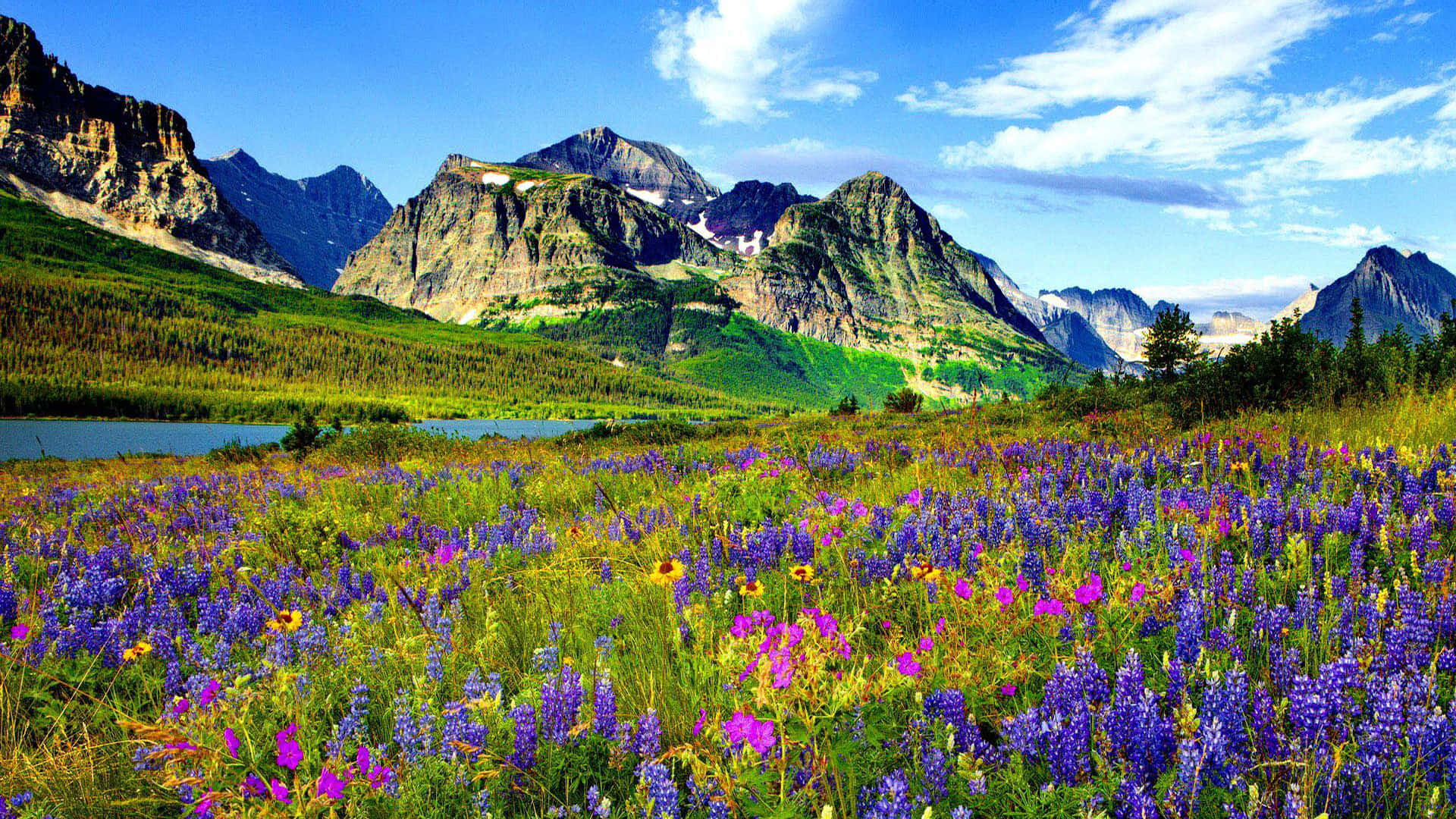 Rockymountains Lupine River Colorado Would Be Translated To 
