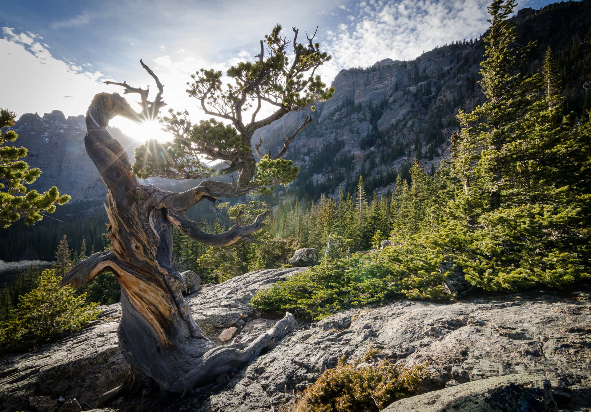 Parquede Las Montañas Rocosas En Colorado Bosque Fondo de pantalla