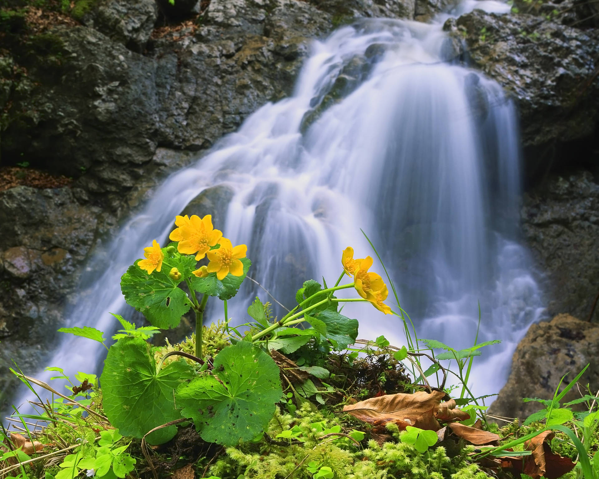 Enjoy the beauty of nature with a peaceful waterfall surrounded by blooming flowers Wallpaper