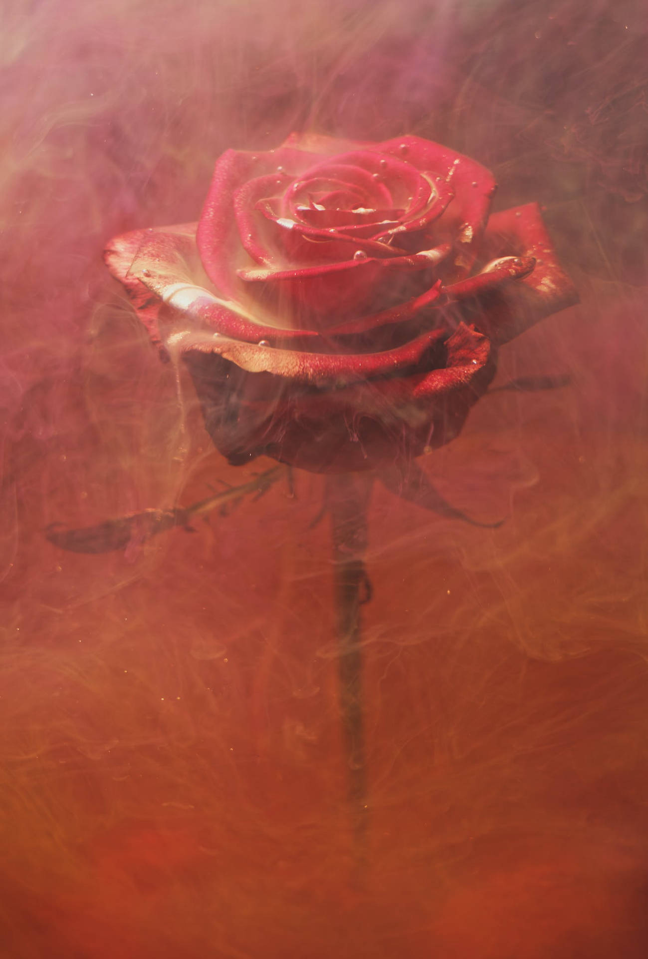 Rød Baddie Rose Wallpaper