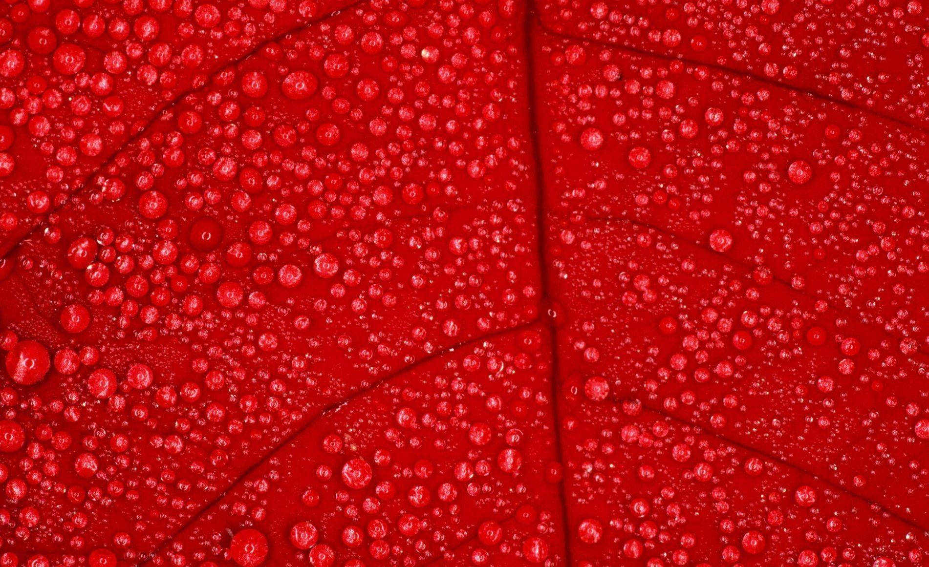 Rød Farve Blad Wallpaper