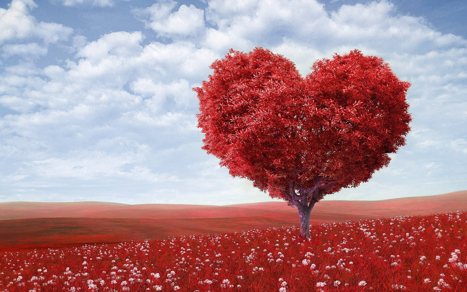 Rød Natur Kærlighed Wallpaper
