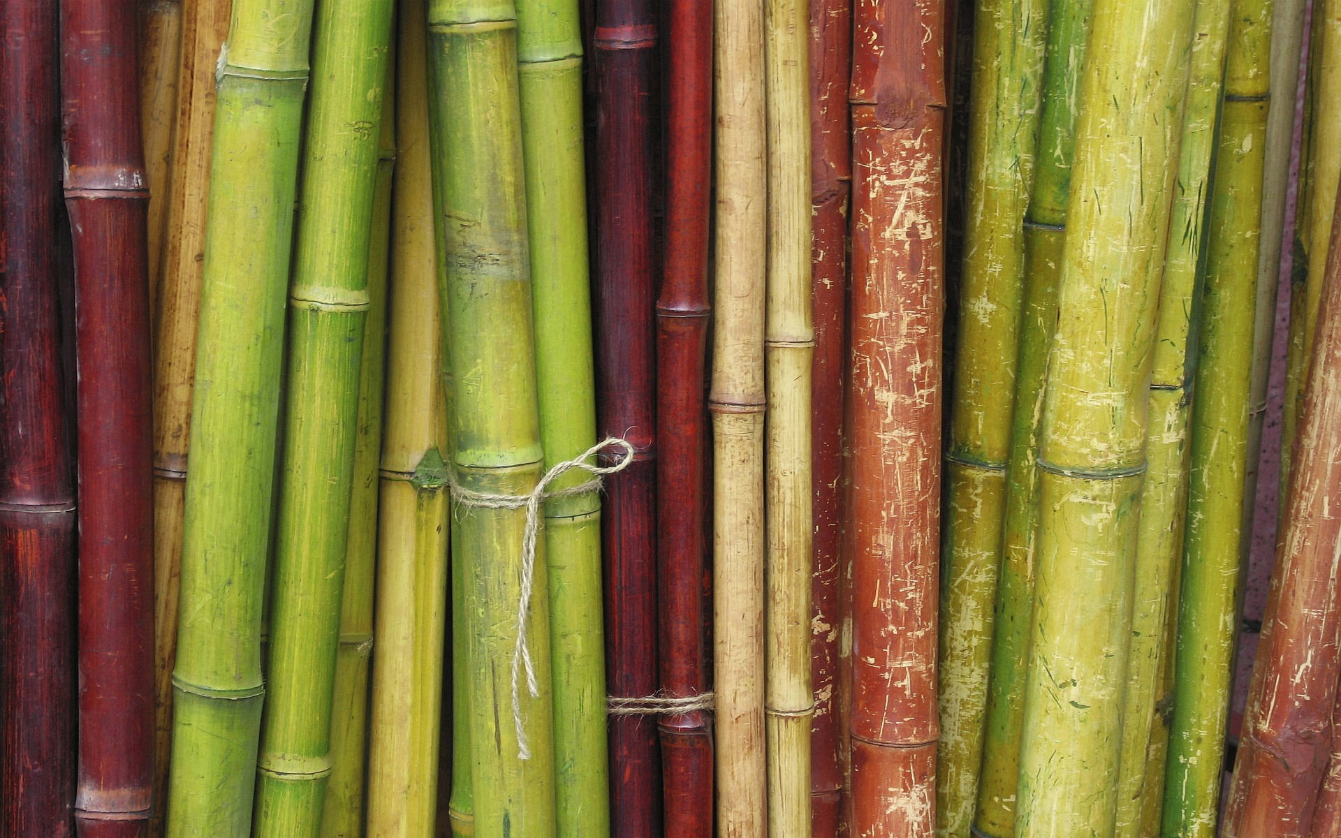 Rød Og Grøn-farvet Bambus Hd Wallpaper