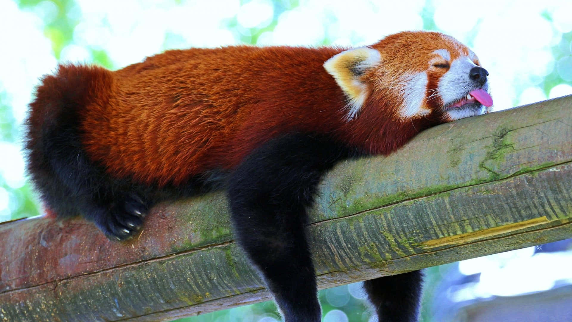 Billeder af røde pandaer på en pink baggrund.