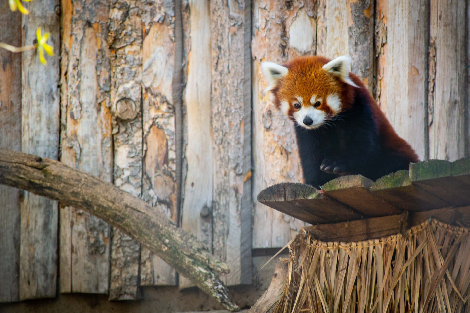Billeder af røde pandaer skaber en levende atmosfære.