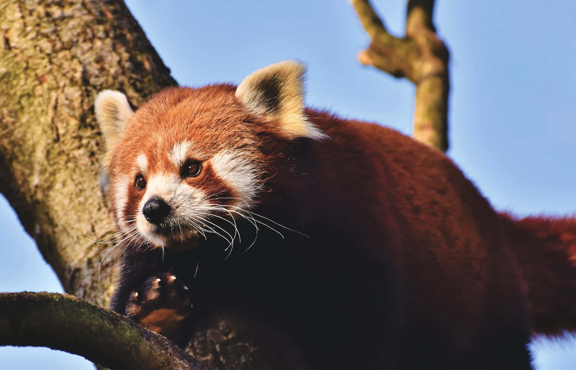 Rød Panda Billeder 3895 X 2505