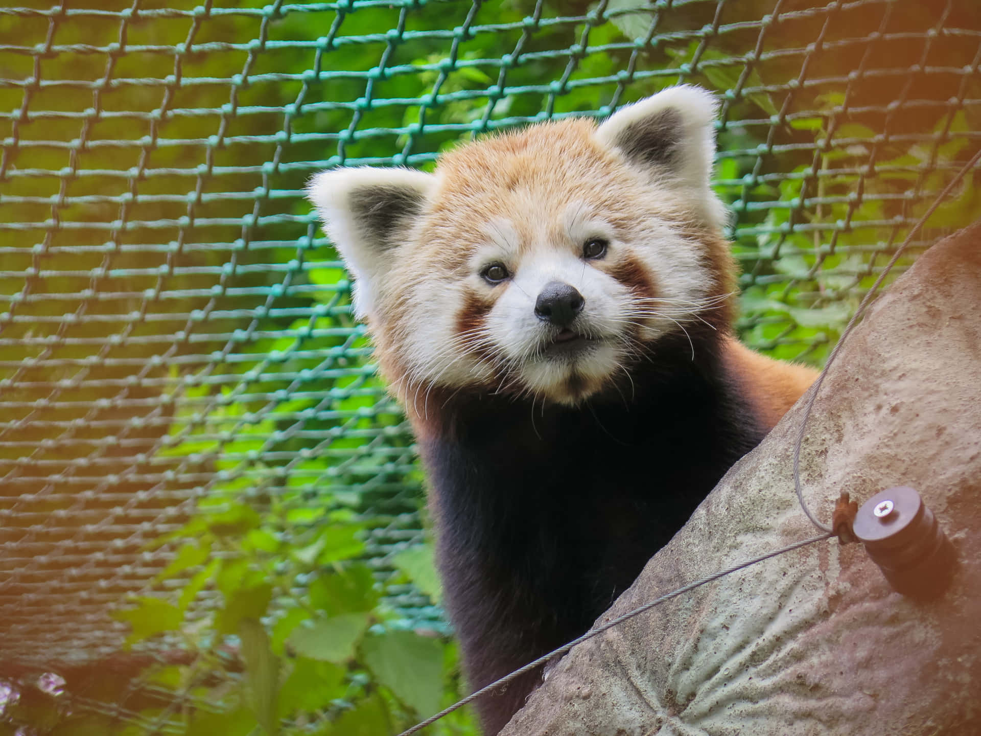 Billeder af den røde panda løber smukt over din skærm.