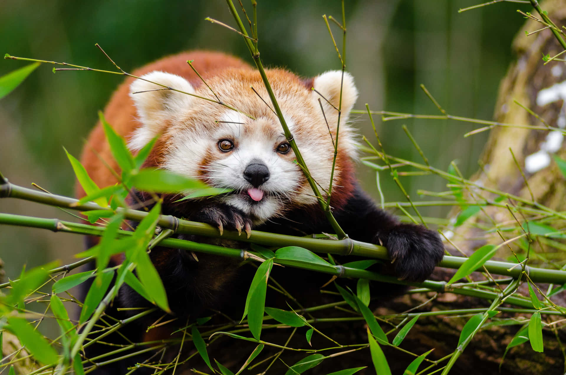 Røde Panda billeder bringer en usædvanlig forlystelse til dit skrivebord.