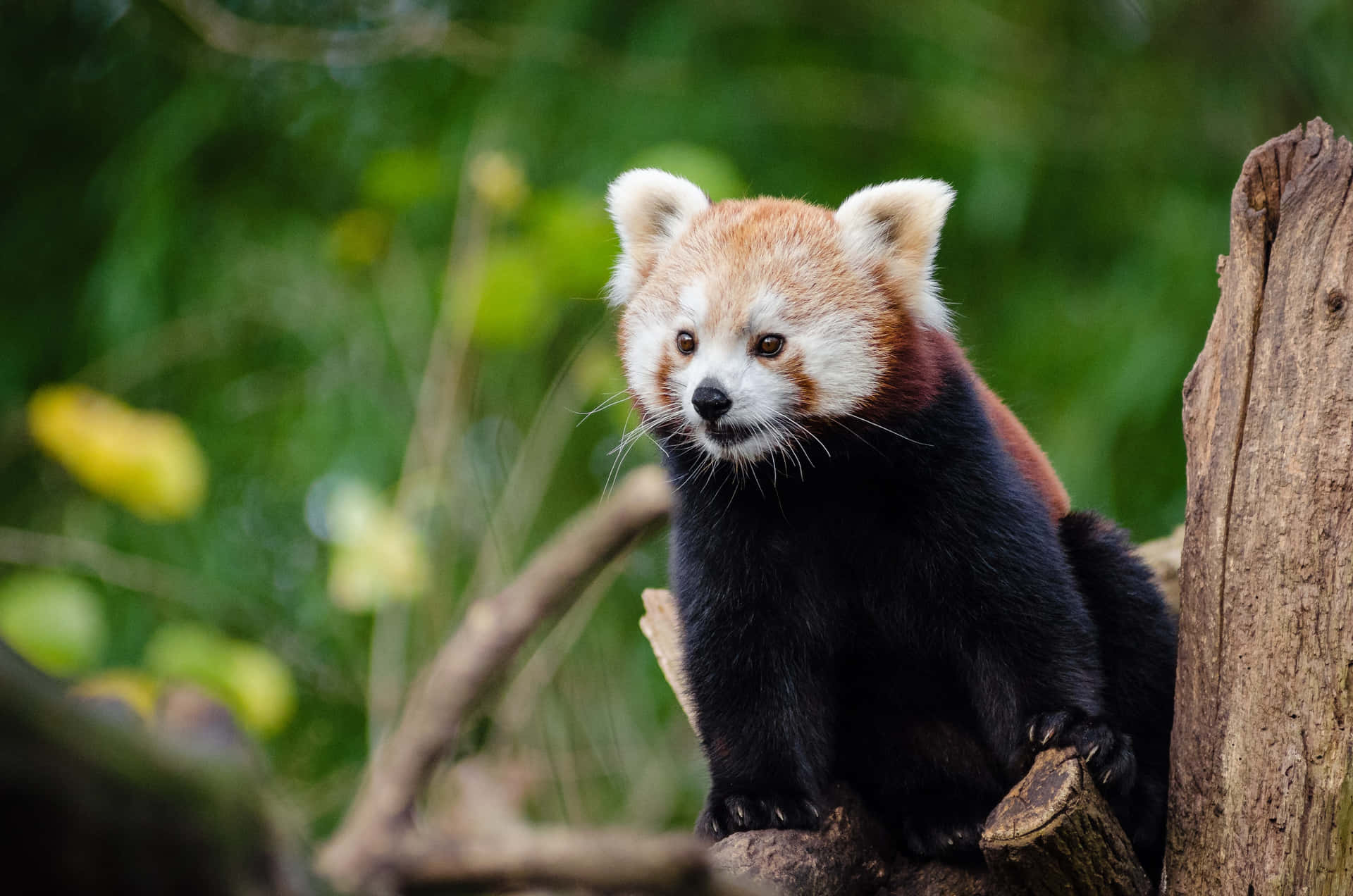 Rød panda malerisk vandrer gennem den frodige skov.