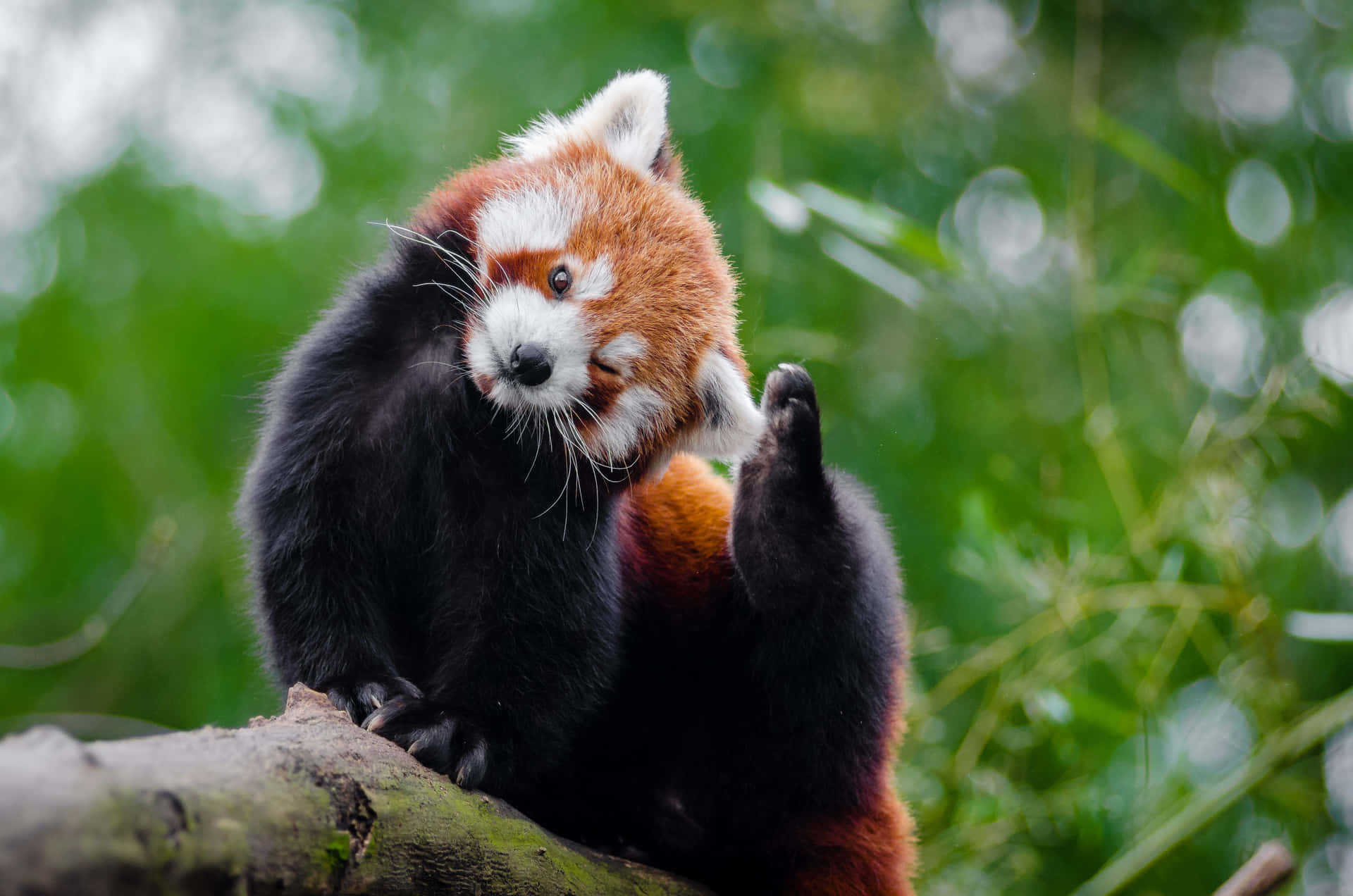 Billeder af søde røde pandaer smyger sig på en lyserød baggrund.