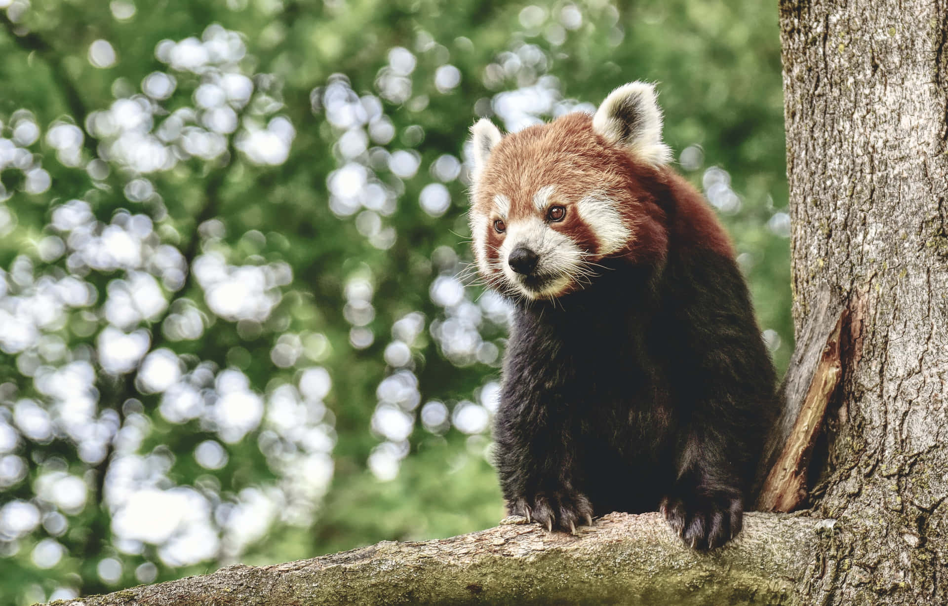 Røde panda billeder klatre rundt det ornamentale tapet.