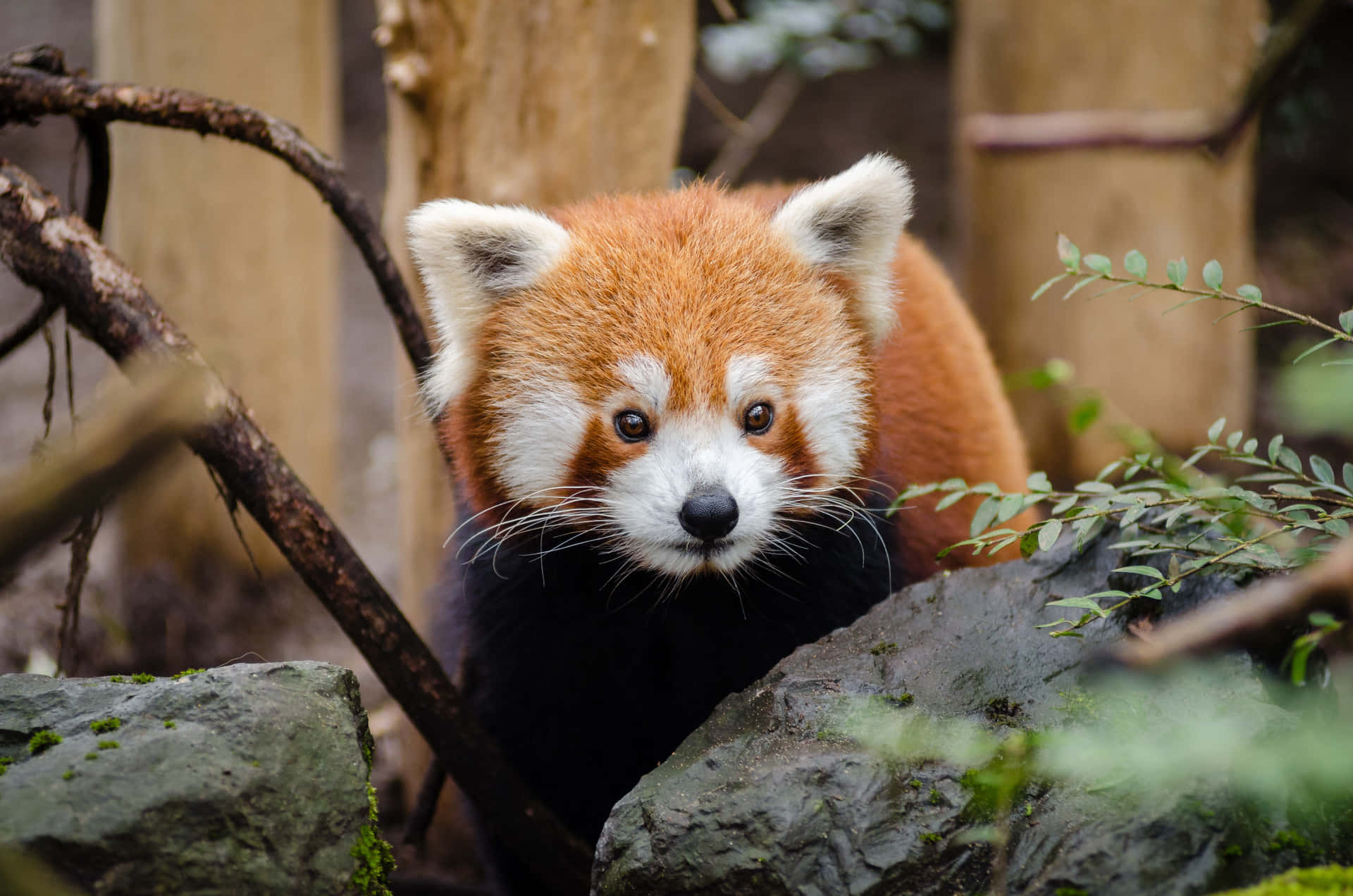 Røde panda billeder på en brun baggrund