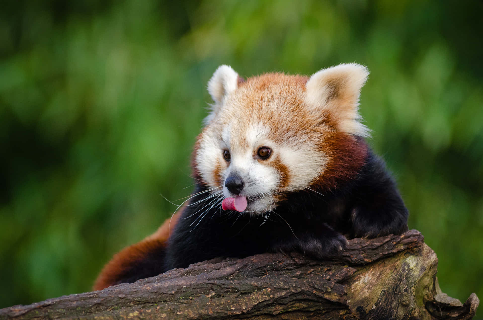 Røde pandaer billeder bringer en beroligende følelse til ethvert rum.