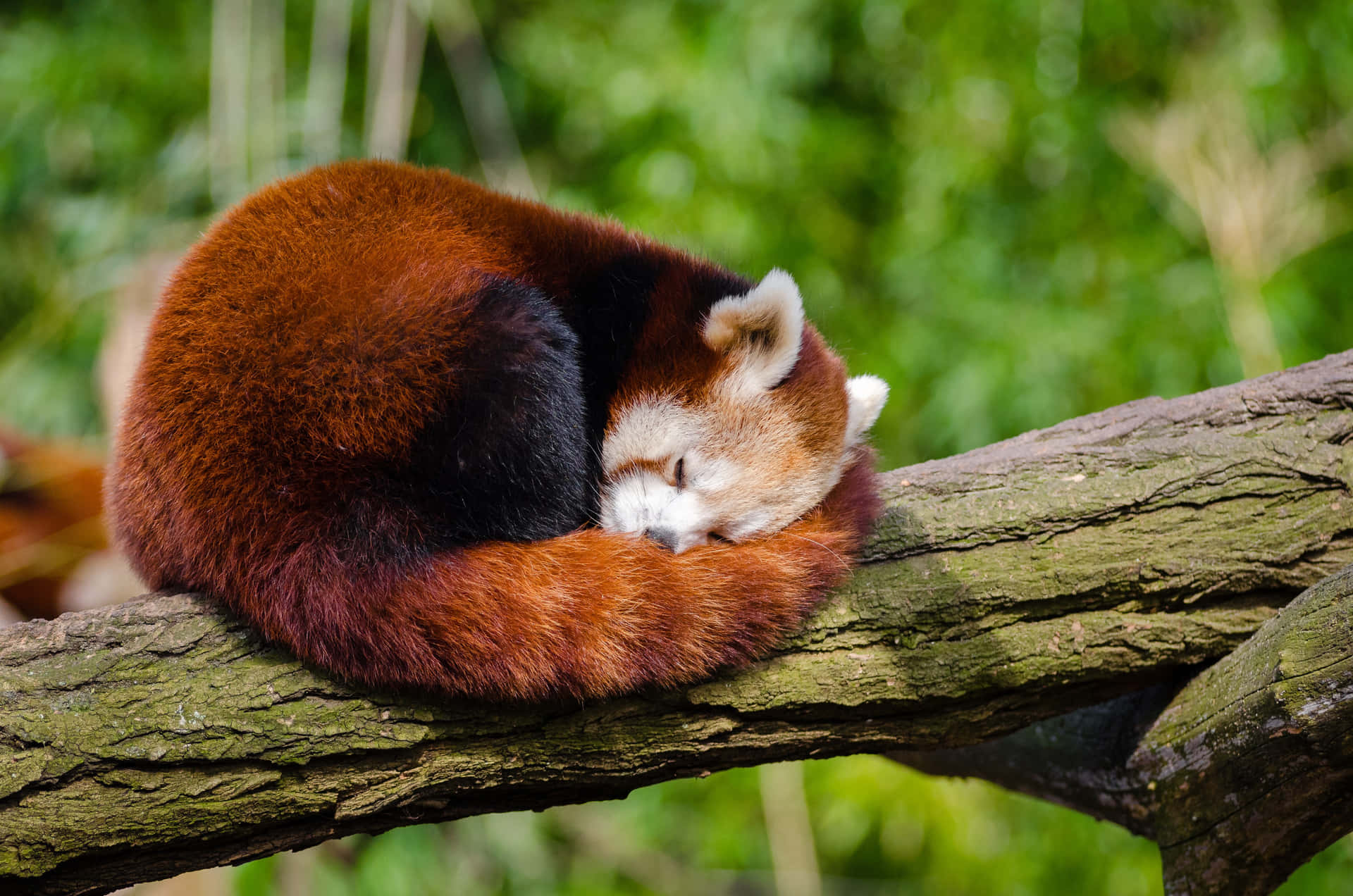 Røde panda billeder på en orange baggrund.