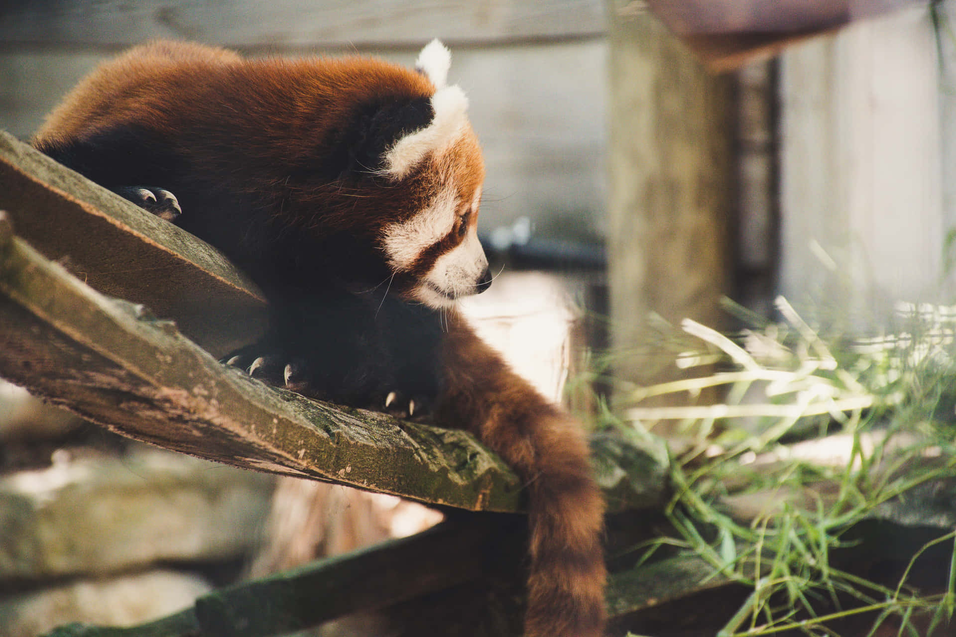 Røde Panda billeder bruge servietter som tapet.