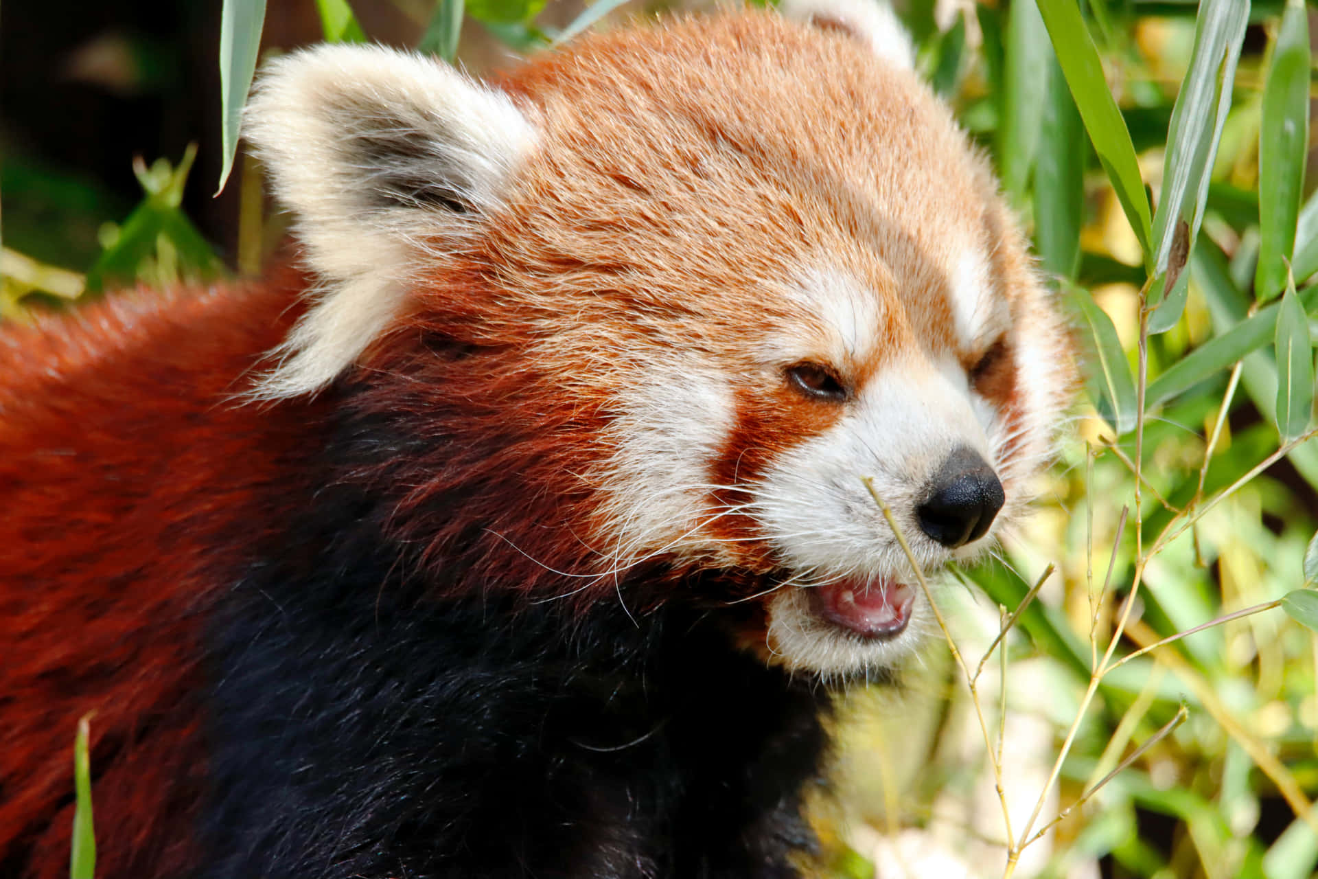 Rød Panda Billeder 6270 X 4180