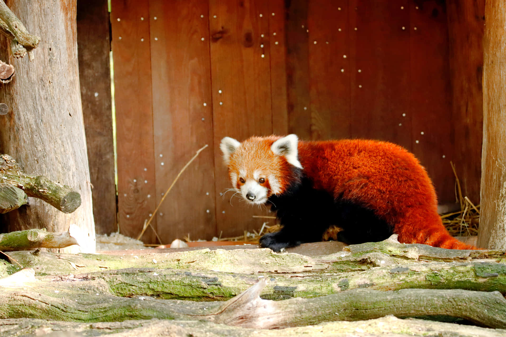 Rød panda smukt dækker skrivebordet.