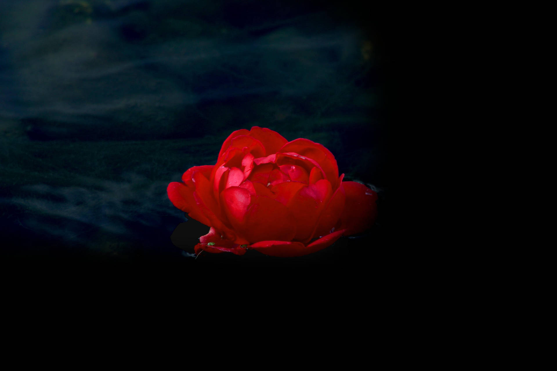 Rød Rose Pauseskærme Wallpaper