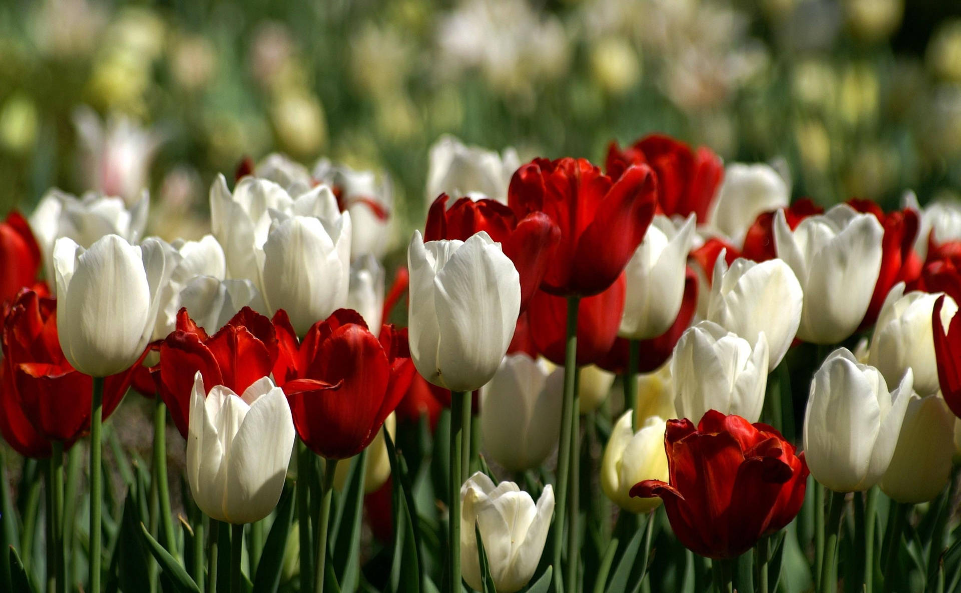 Røde Og Hvide Tulipaner Wallpaper