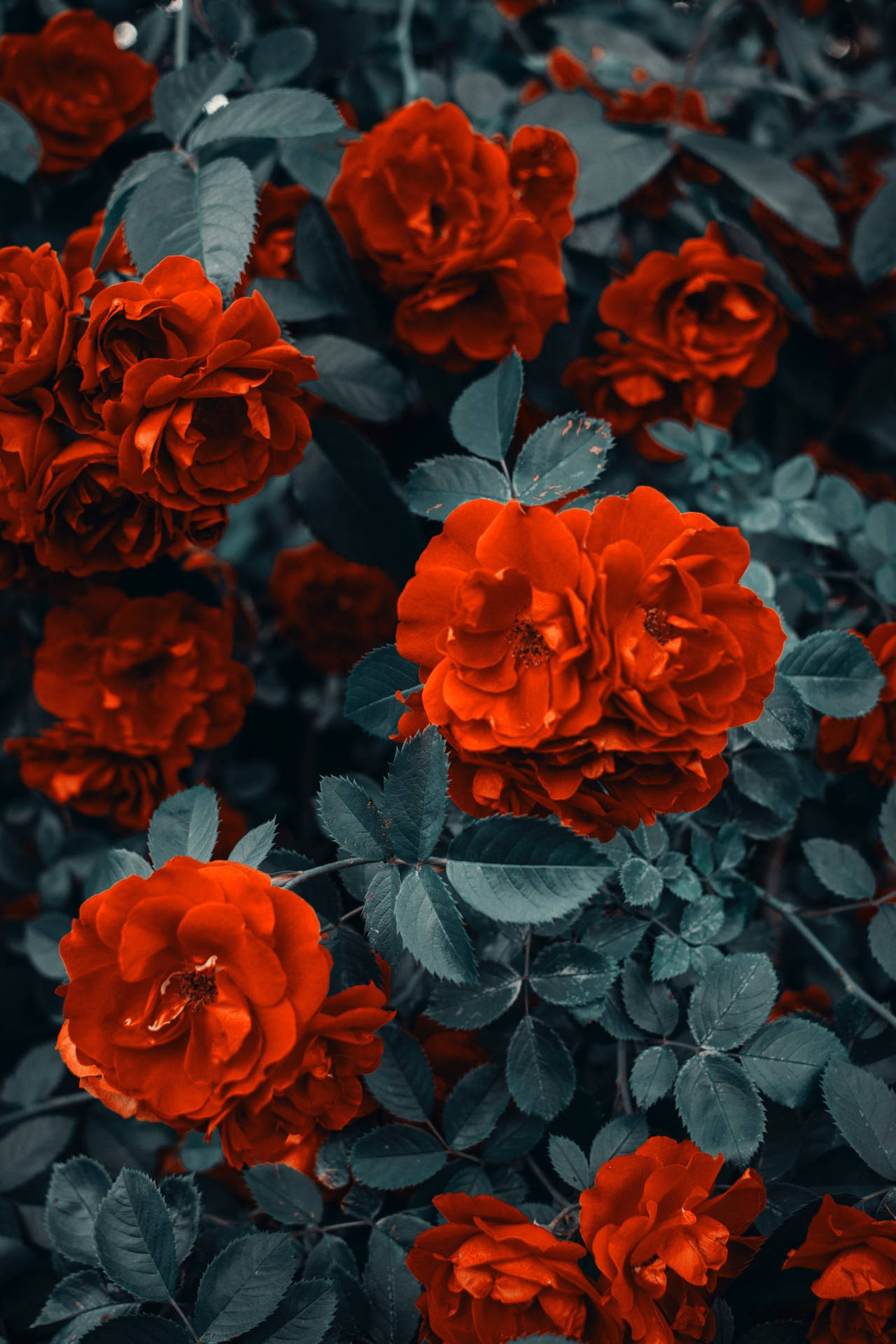 Røde Rose Blomster Wallpaper