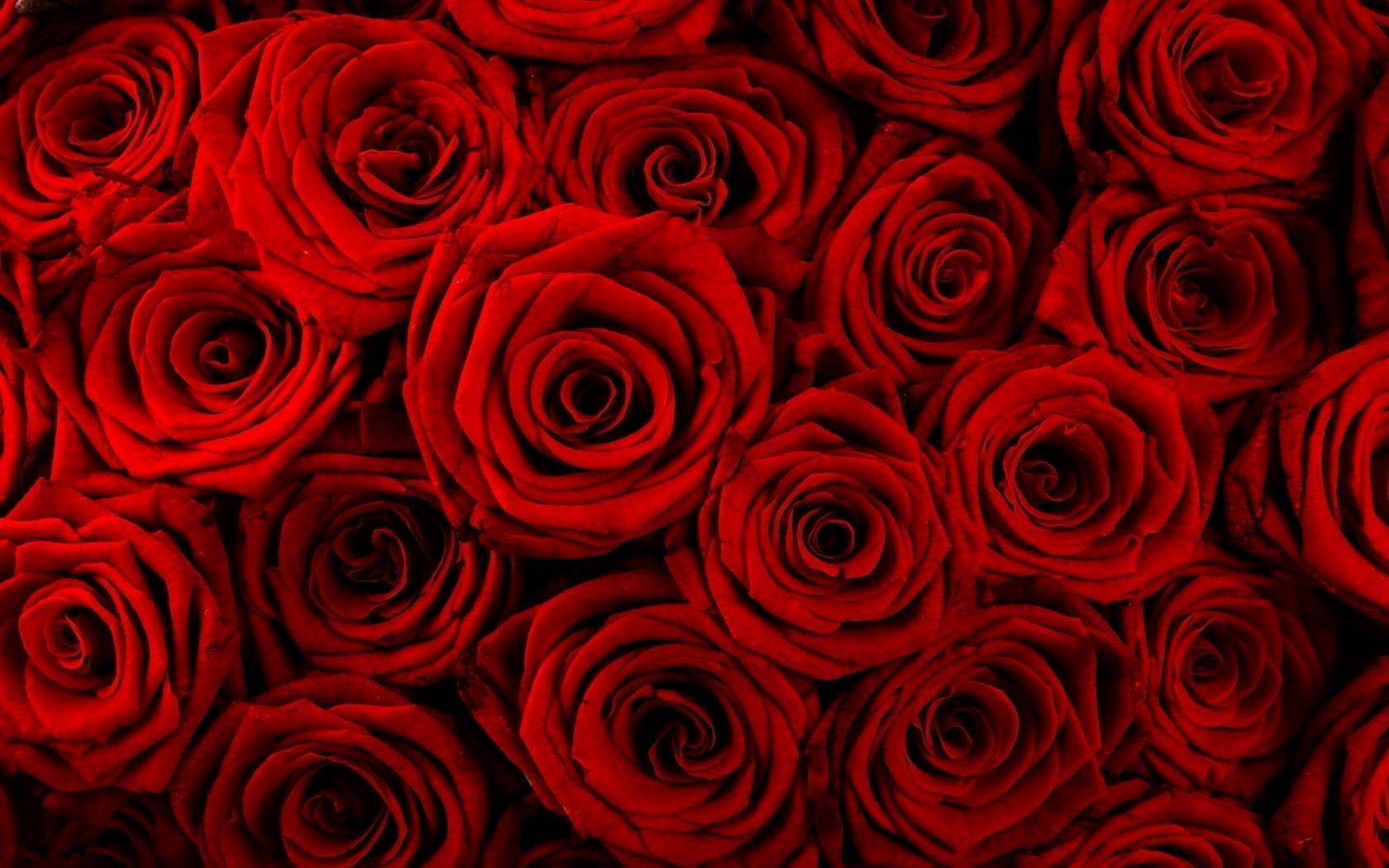 Røde Roser Bunch Flower Desktop Wallpaper