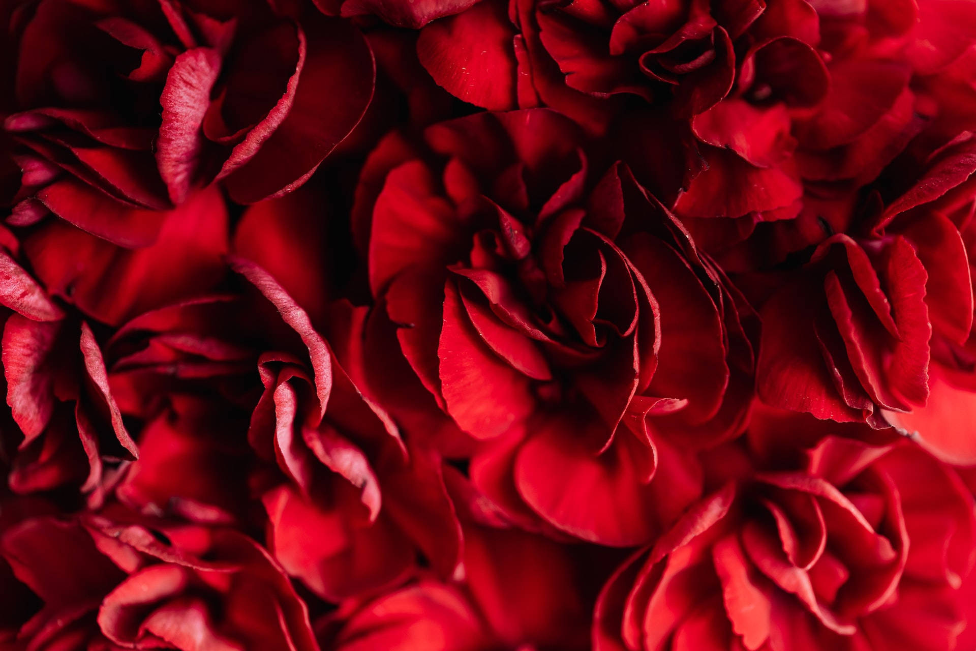Røde Roser Scarlet Kronblade Wallpaper