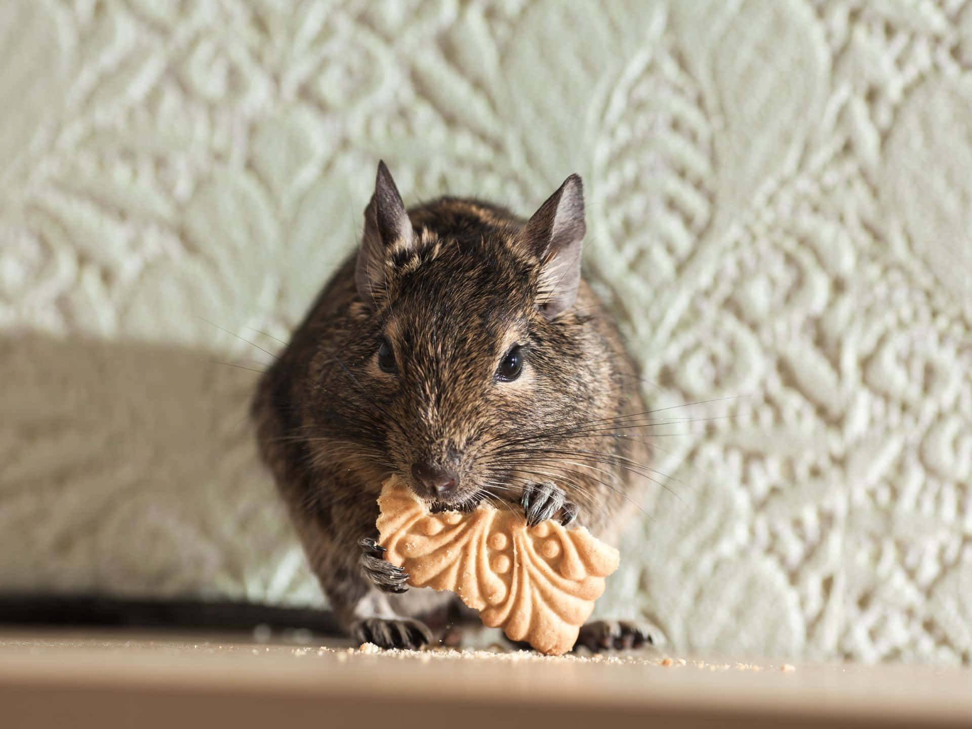 Rodent Die Een Koekje Eet Achtergrond