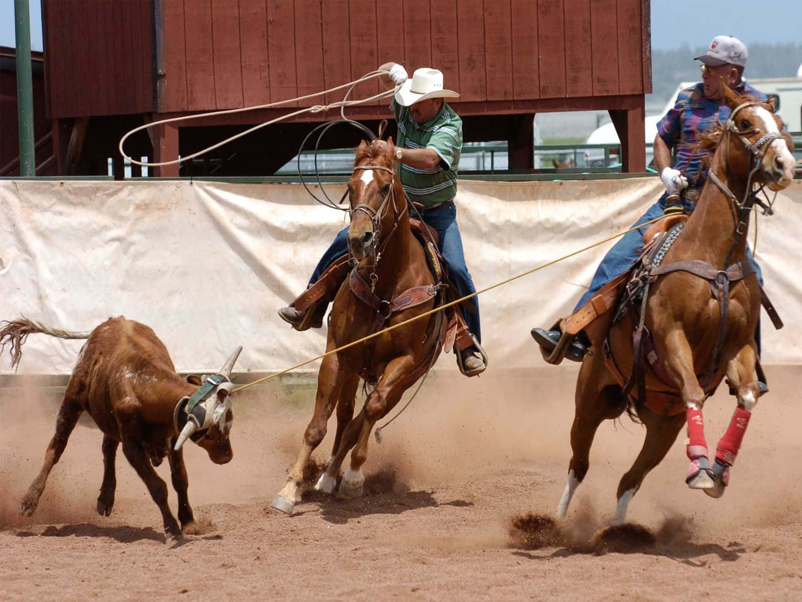 Vis af pro rodeo-ryttere der viser deres færdigheder Wallpaper