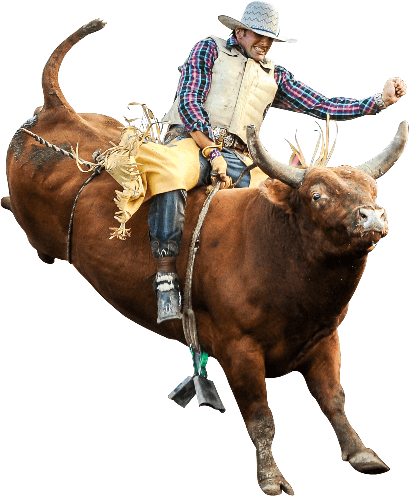 Rodeo Bull Riderin Action PNG